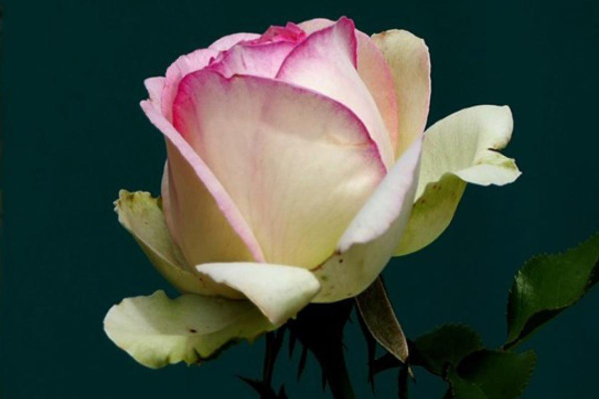 Ovocné sady a okrasné školky Čejč