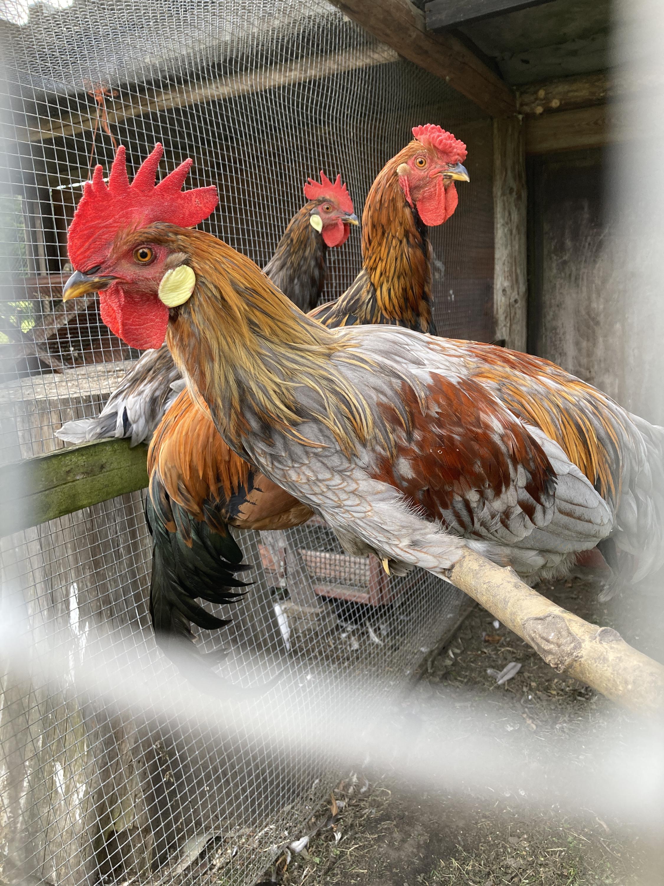 Salón Expres foto 5