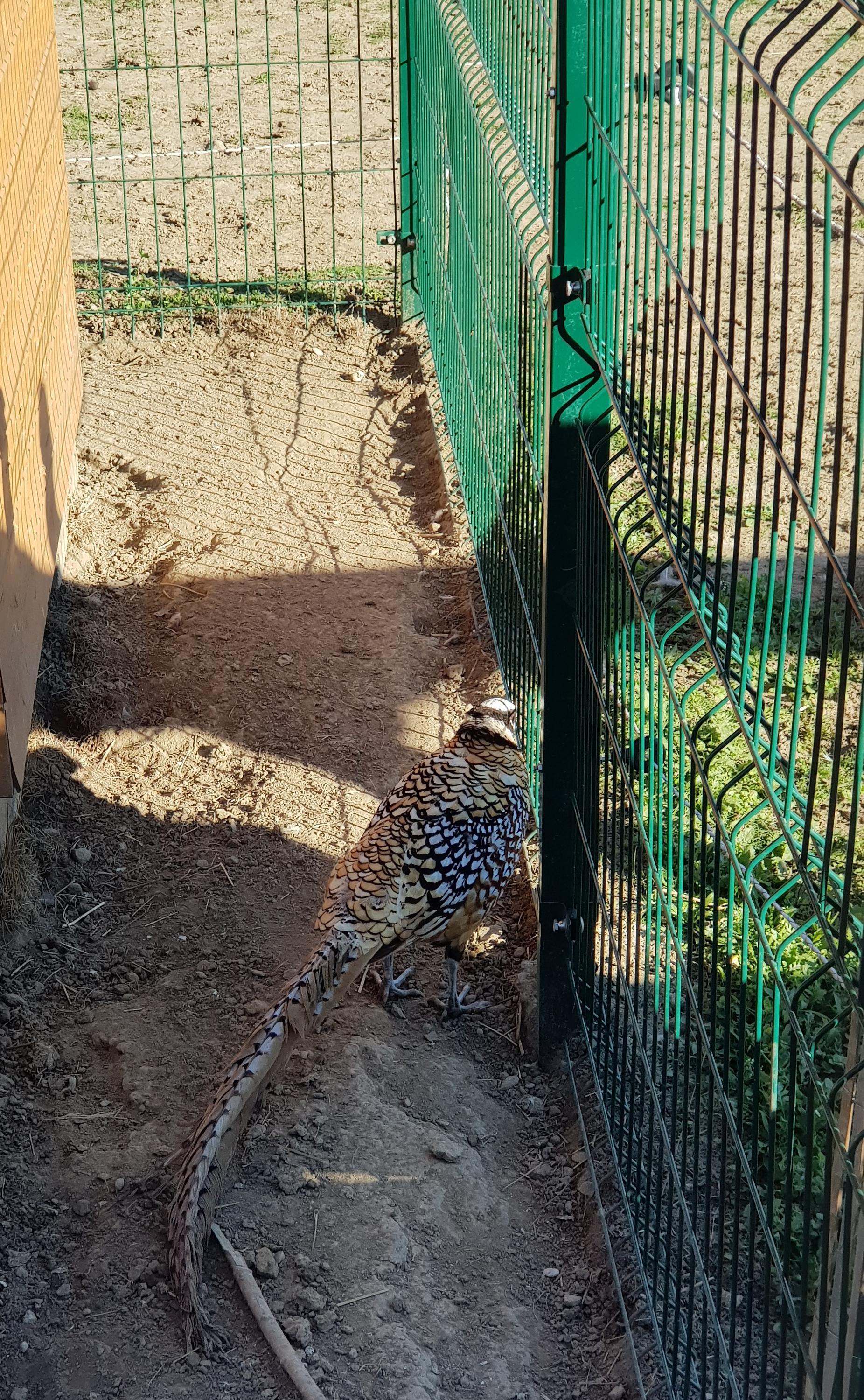 Ranč u Pálenice foto 5