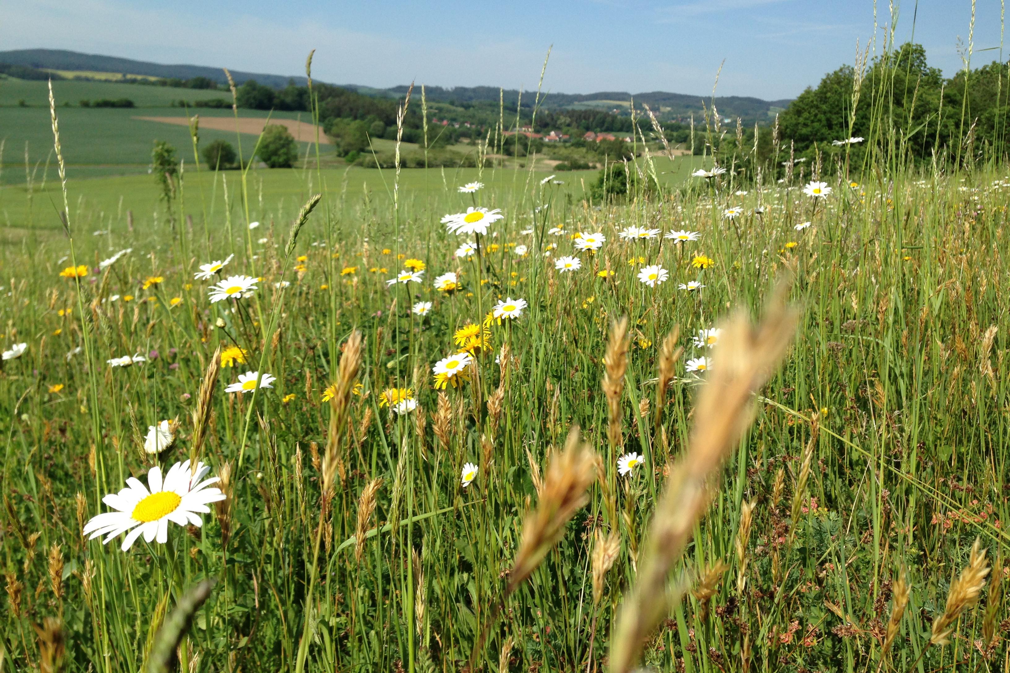 Mgr. Lilija Filonova - Permakulturní zahrada