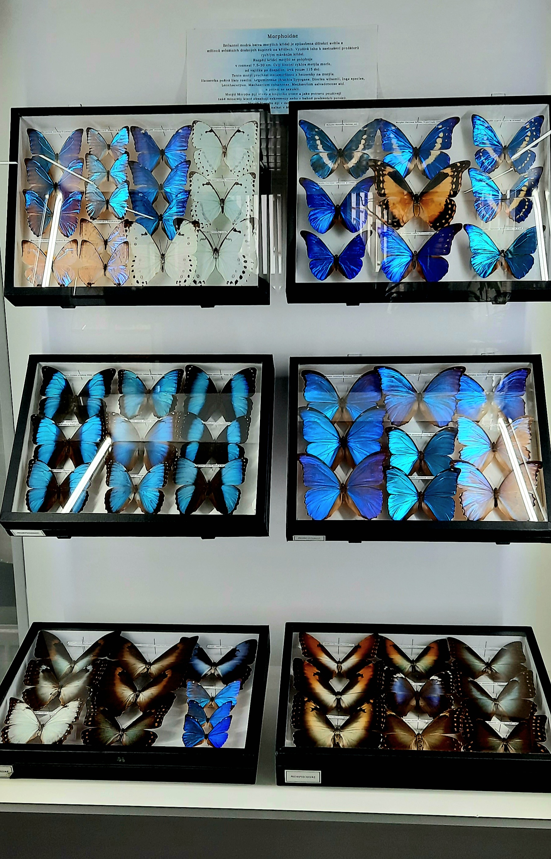 Muzeum motýlů a brouků Hlinsko foto 4