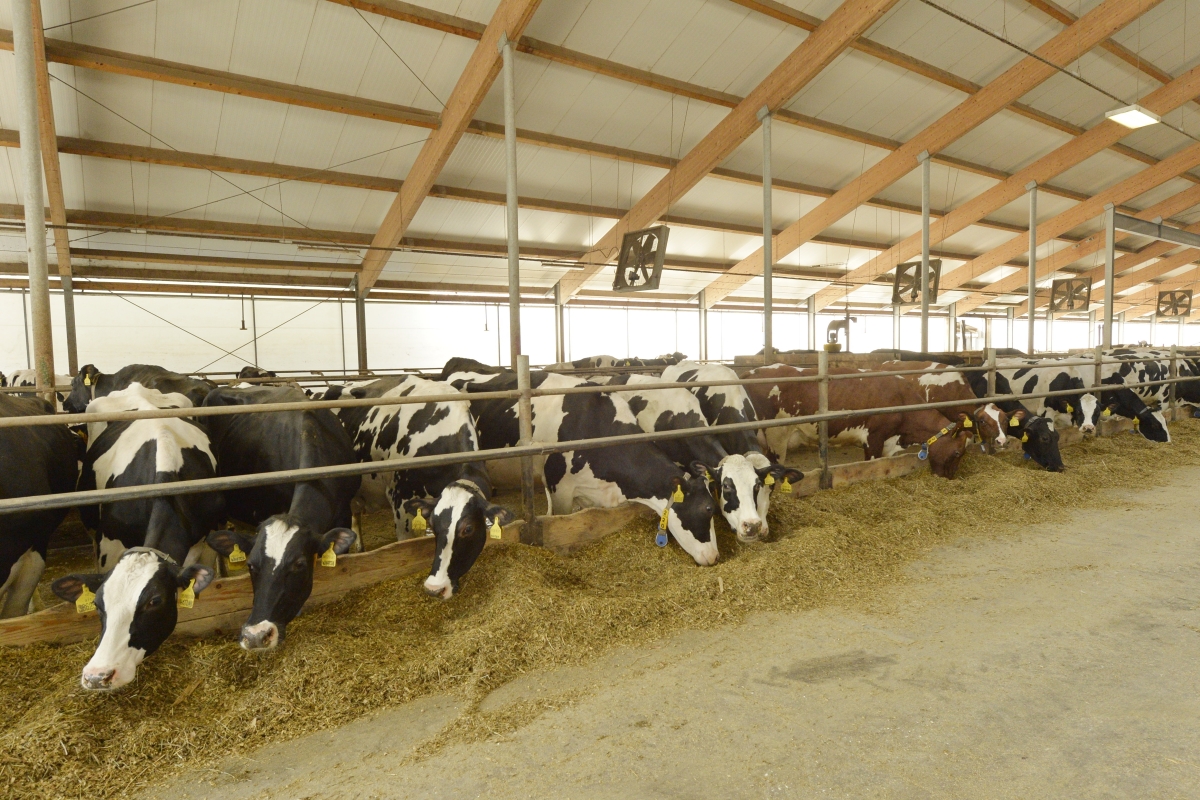 Sýry z Hané - Sýrárna ROLS foto 4