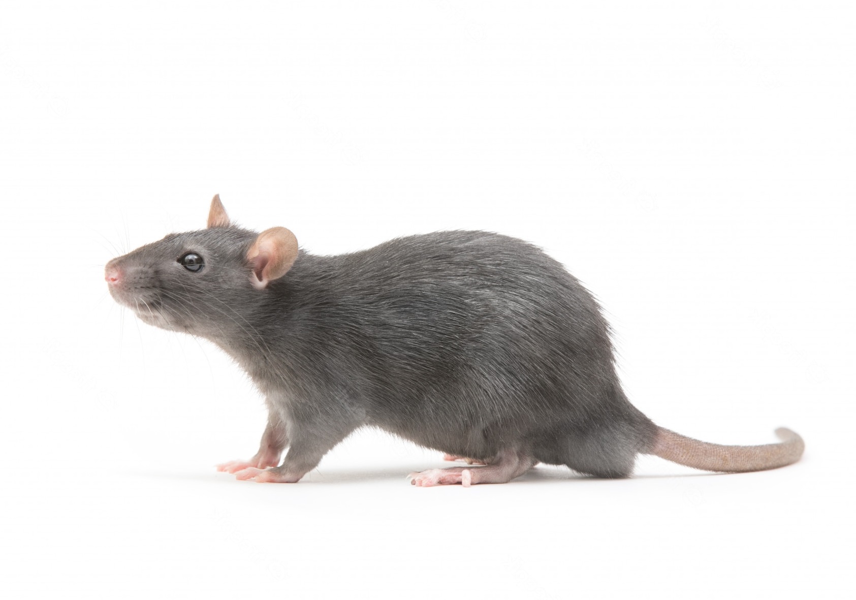 Deratizace hlodavců