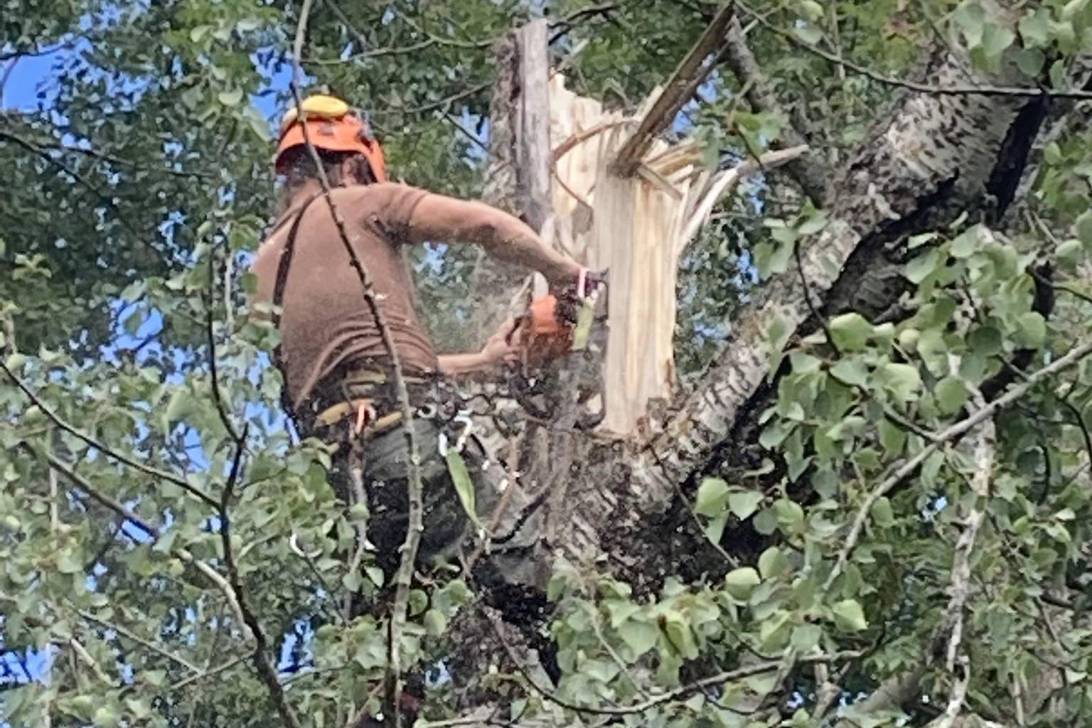 Rizikové kácení Jan Barsony Linhart