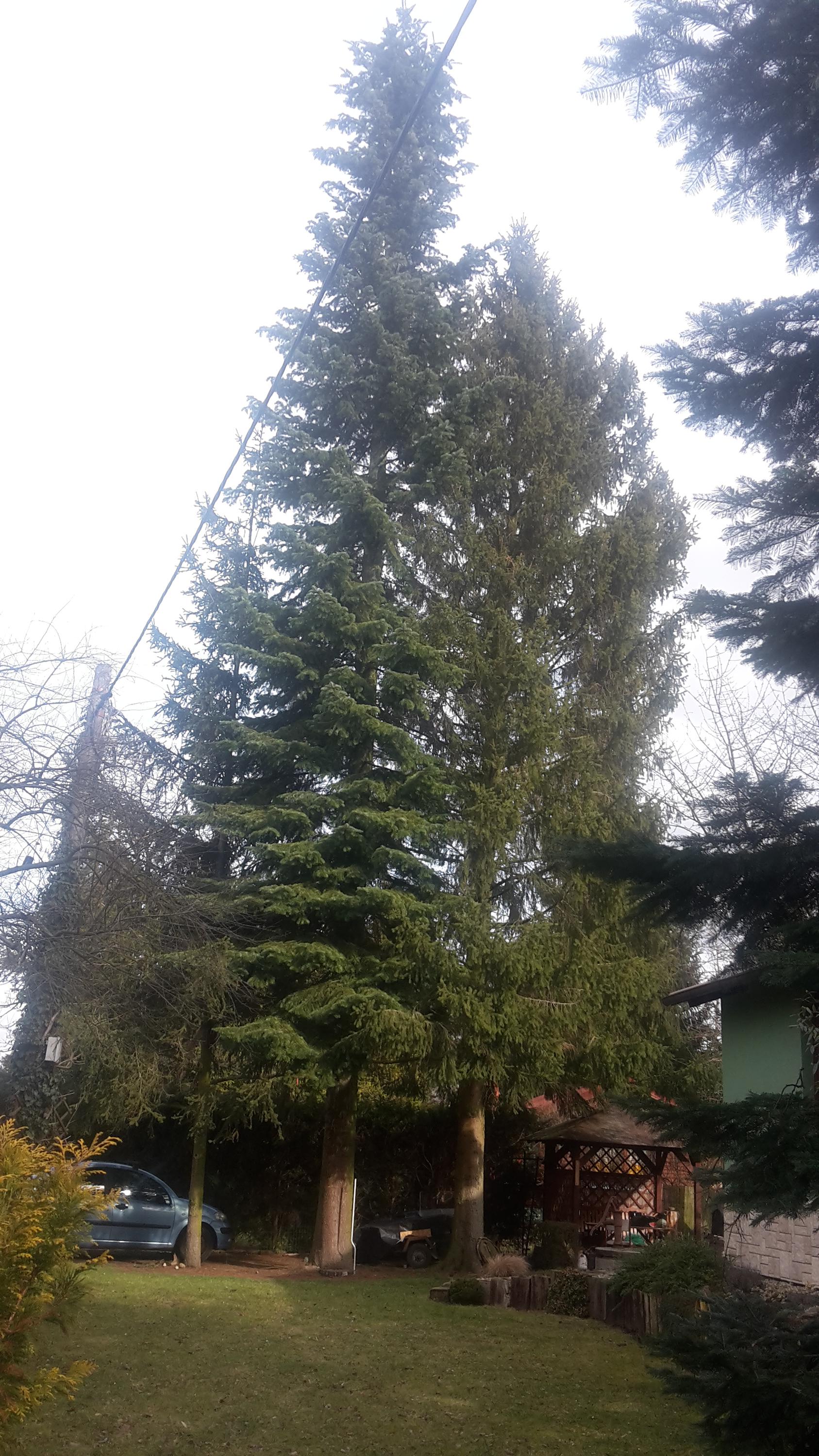 Arboristika J&J foto 5