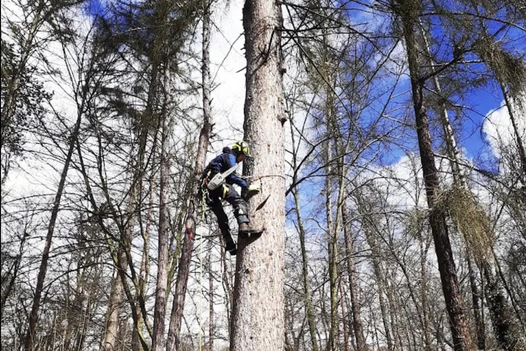 Rizikové kácení stromů