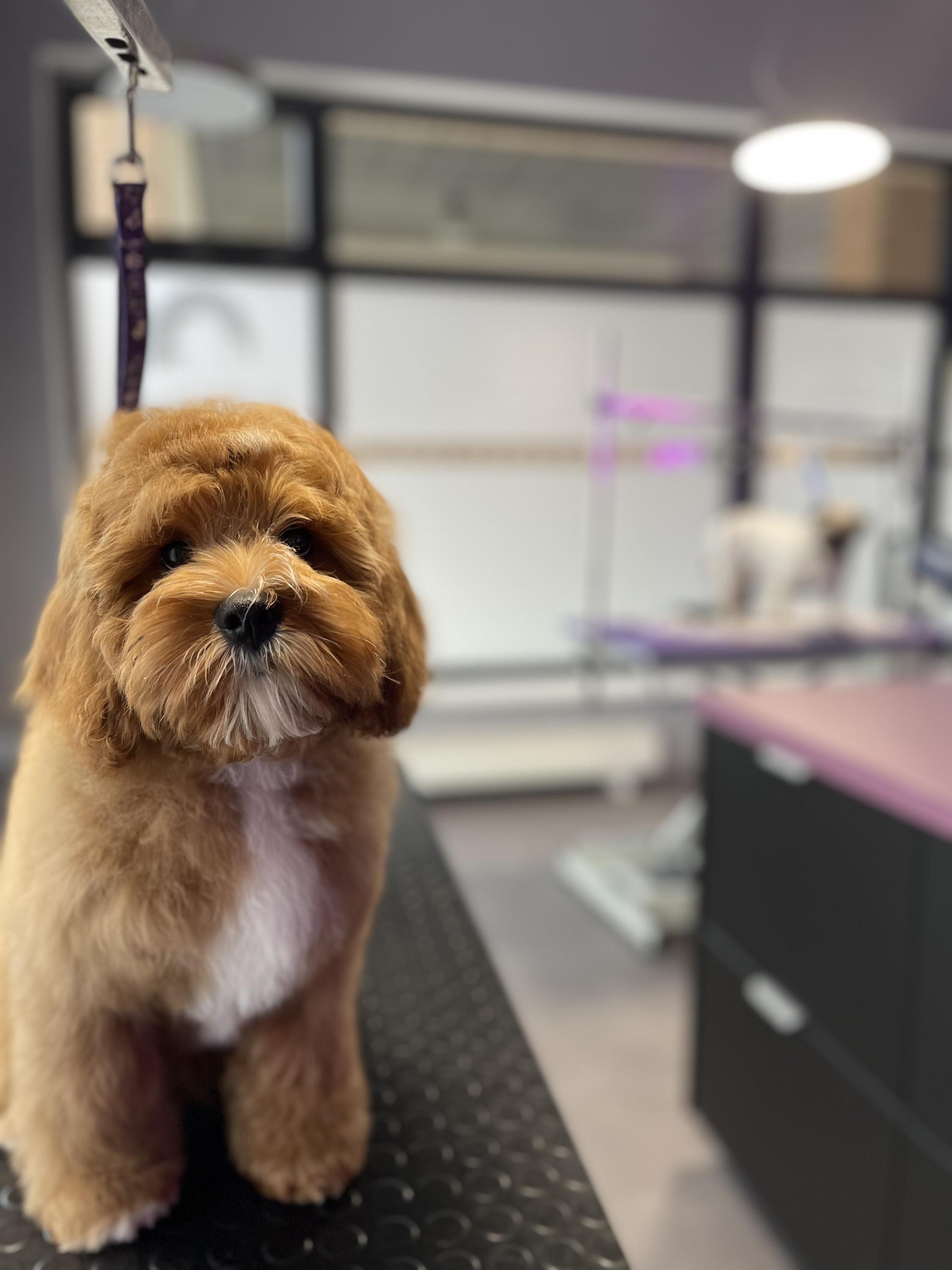 Pet´s Grooming & Spa foto 6