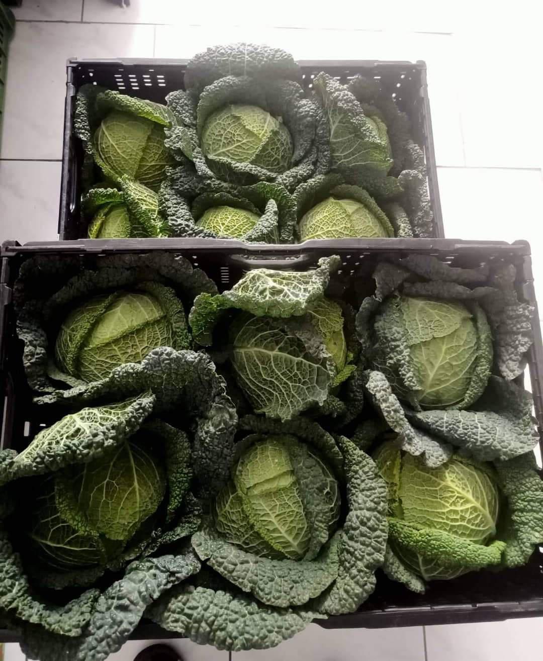 Zelenina a ovoce Iva Planičková foto 5