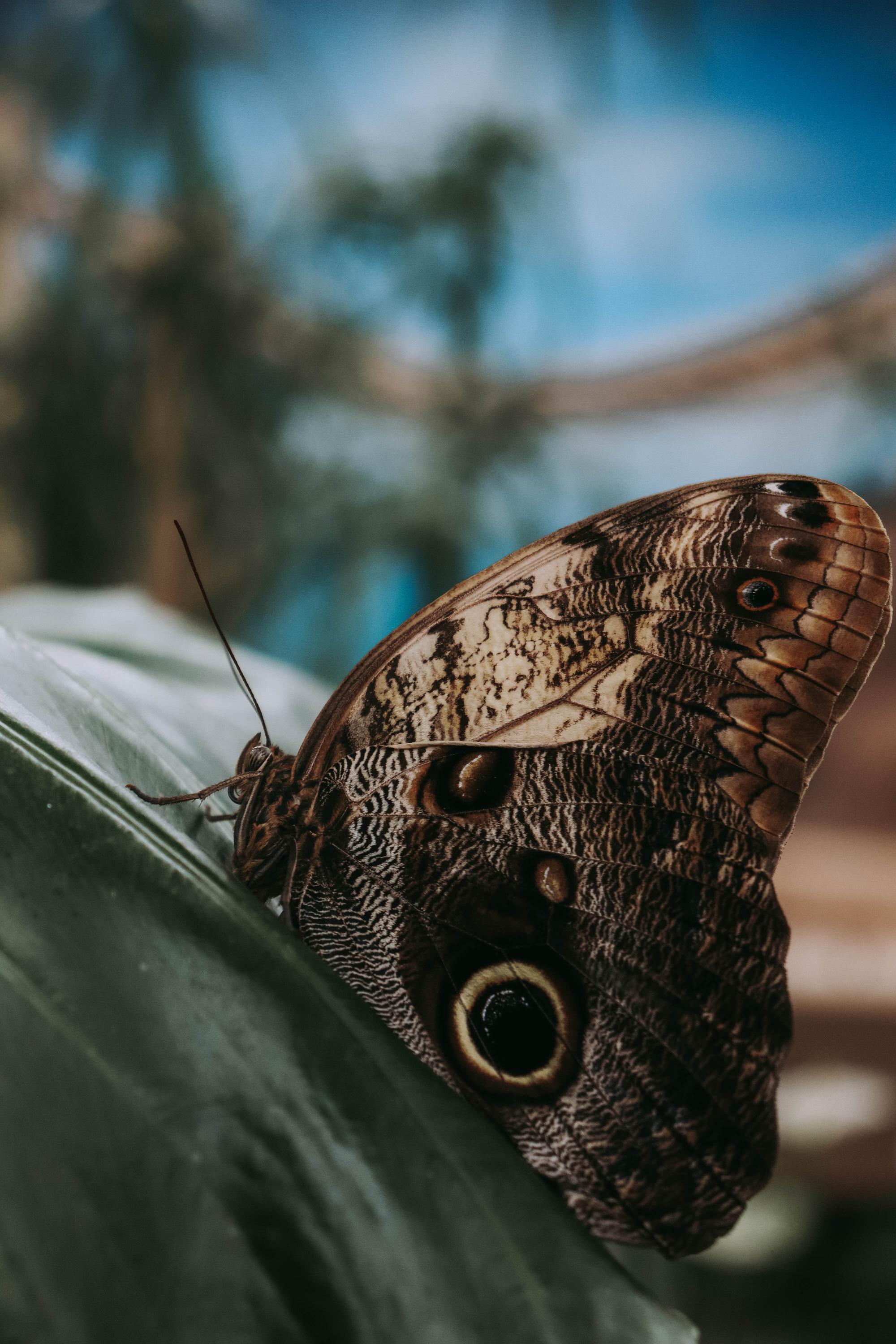 Papilonia - motýlí dům Ostrava foto 6