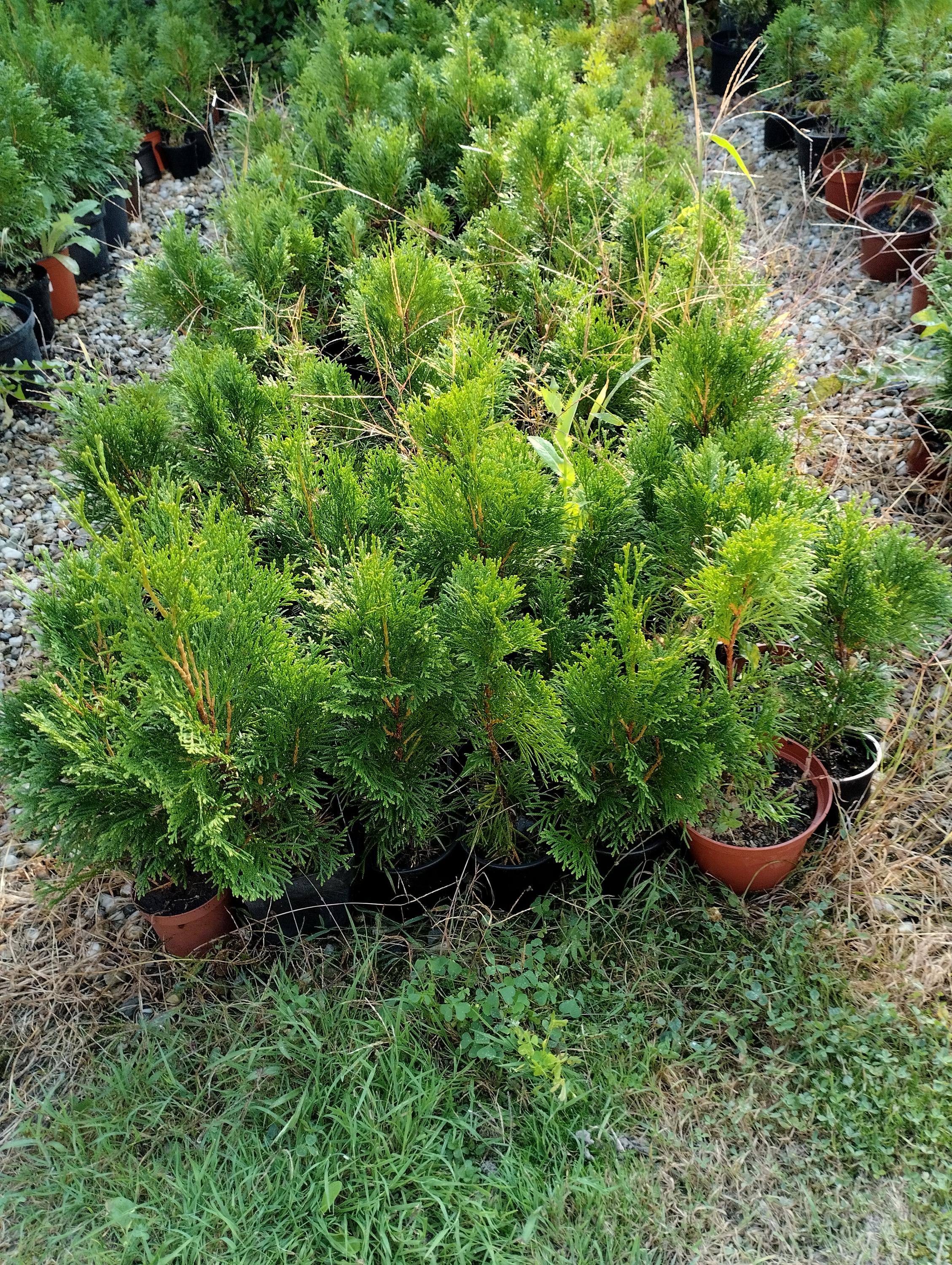 Zahradní servis Vladimír Kočí foto 5