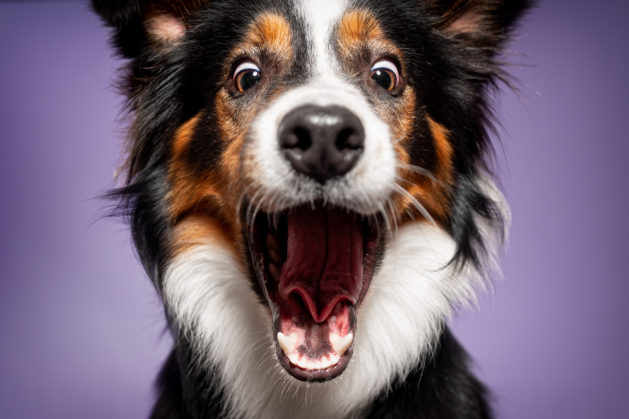 Martina Burianová - Ateliér pro psy foto 4