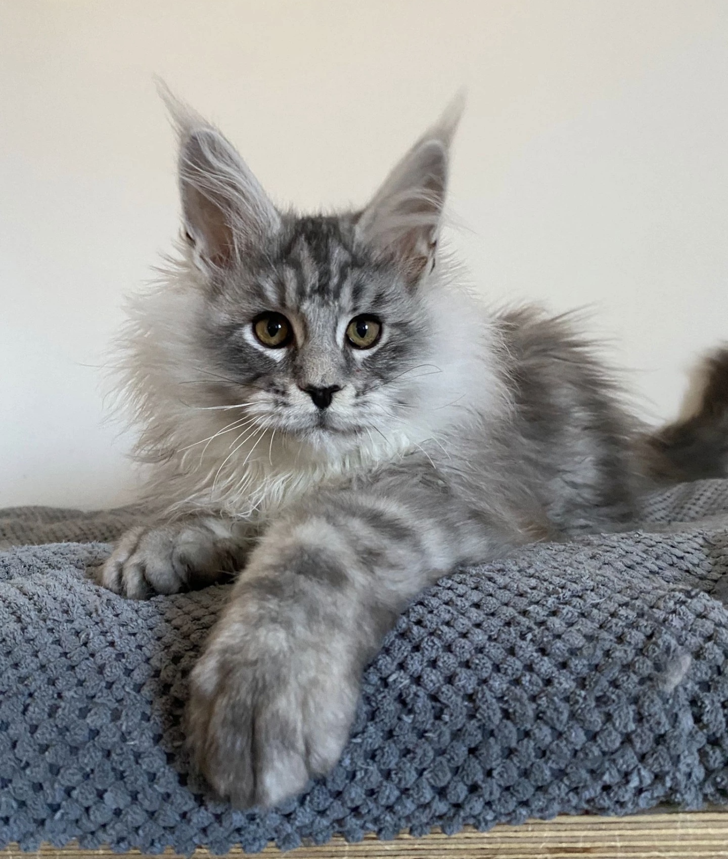 Anubis Gang (CZ) - chovatelská stanice Mainských mývalích koček foto 3