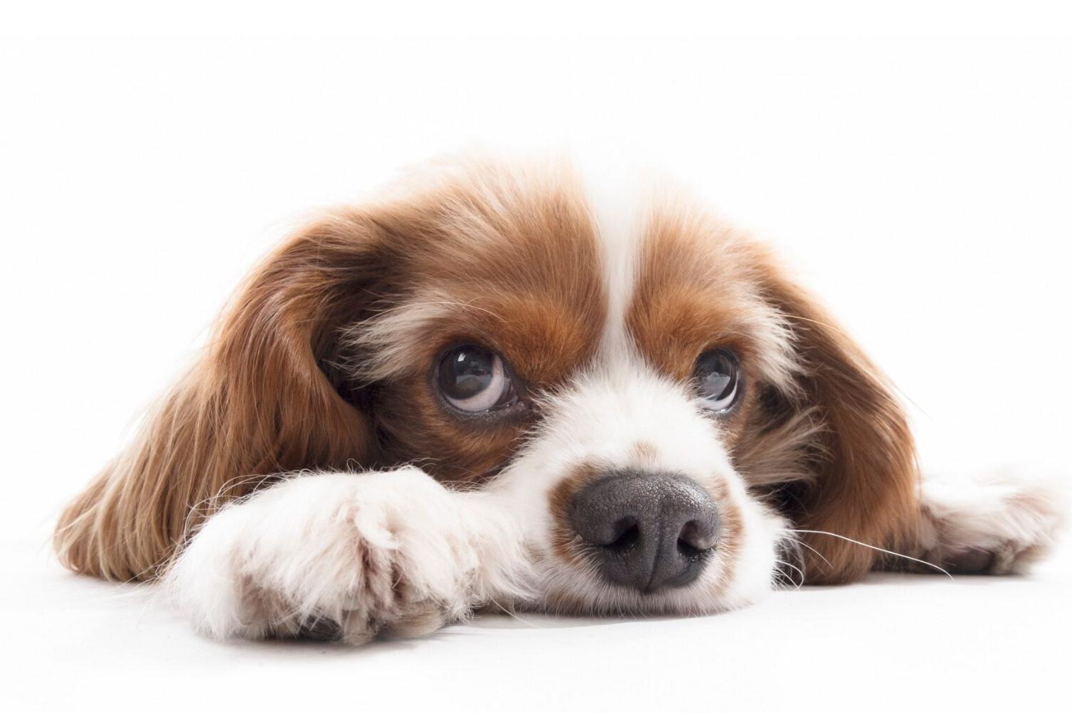 Romanorio – Salon pro domácí mazlíčky