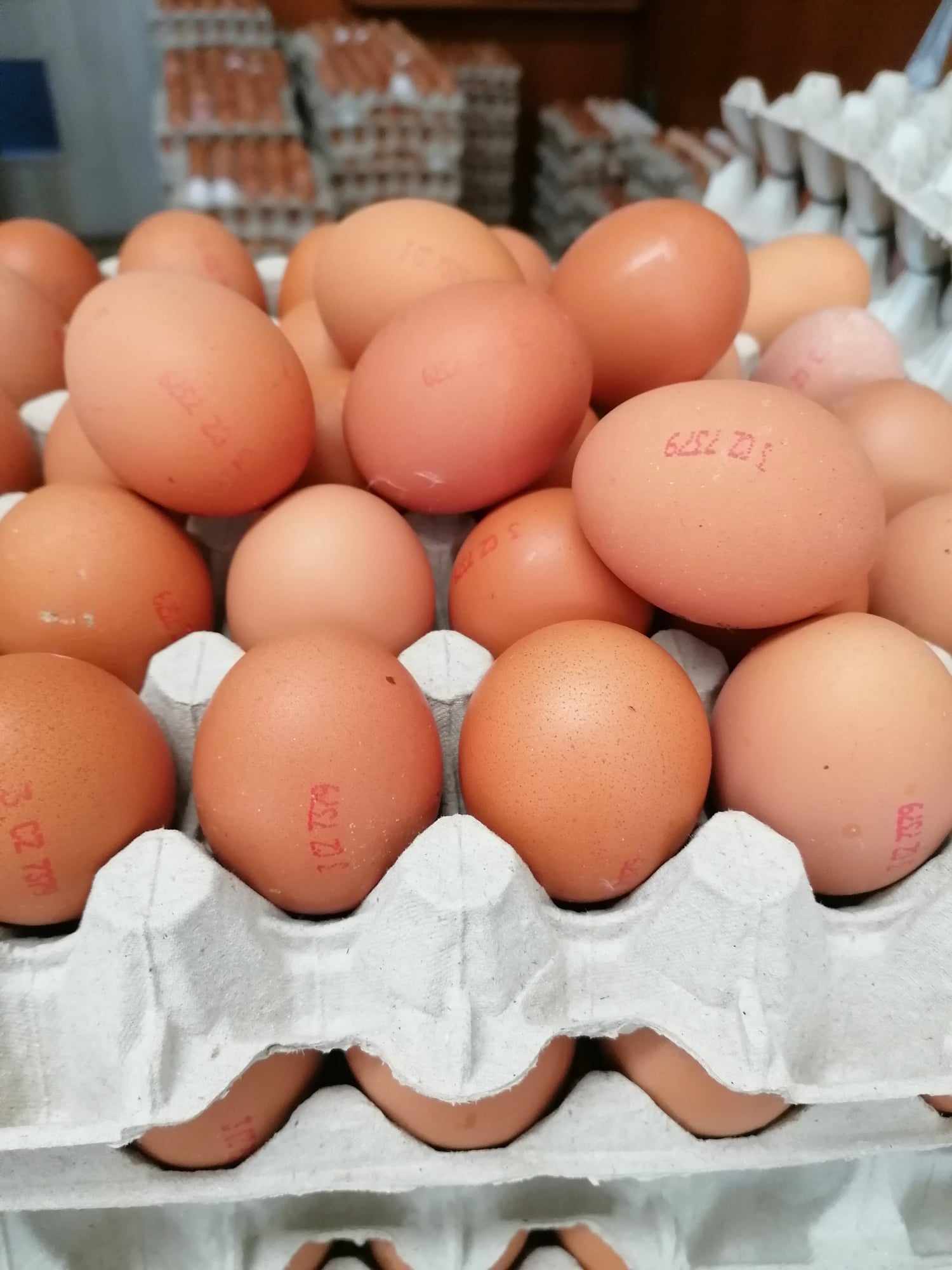Eggs, s.r.o. foto 3