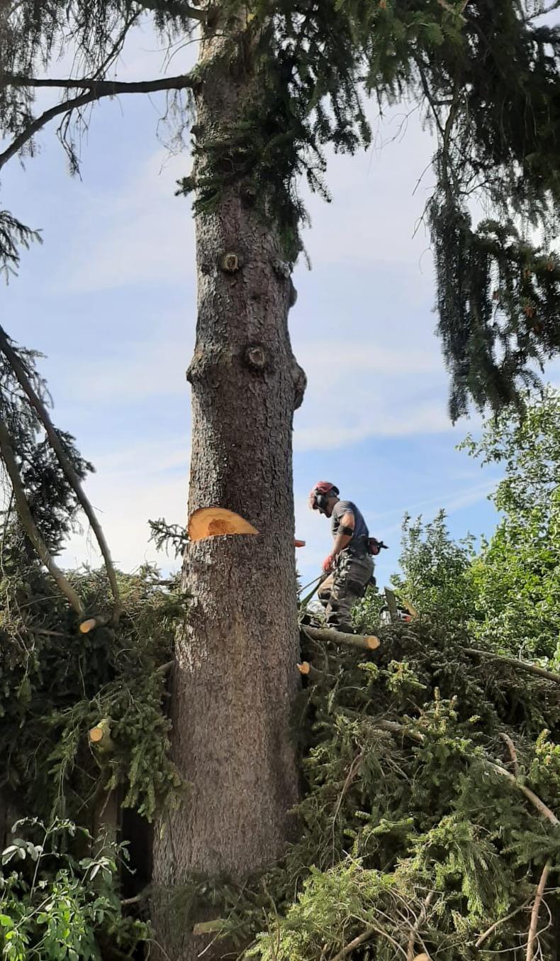 Rizikové kácení Čeřovský foto 5