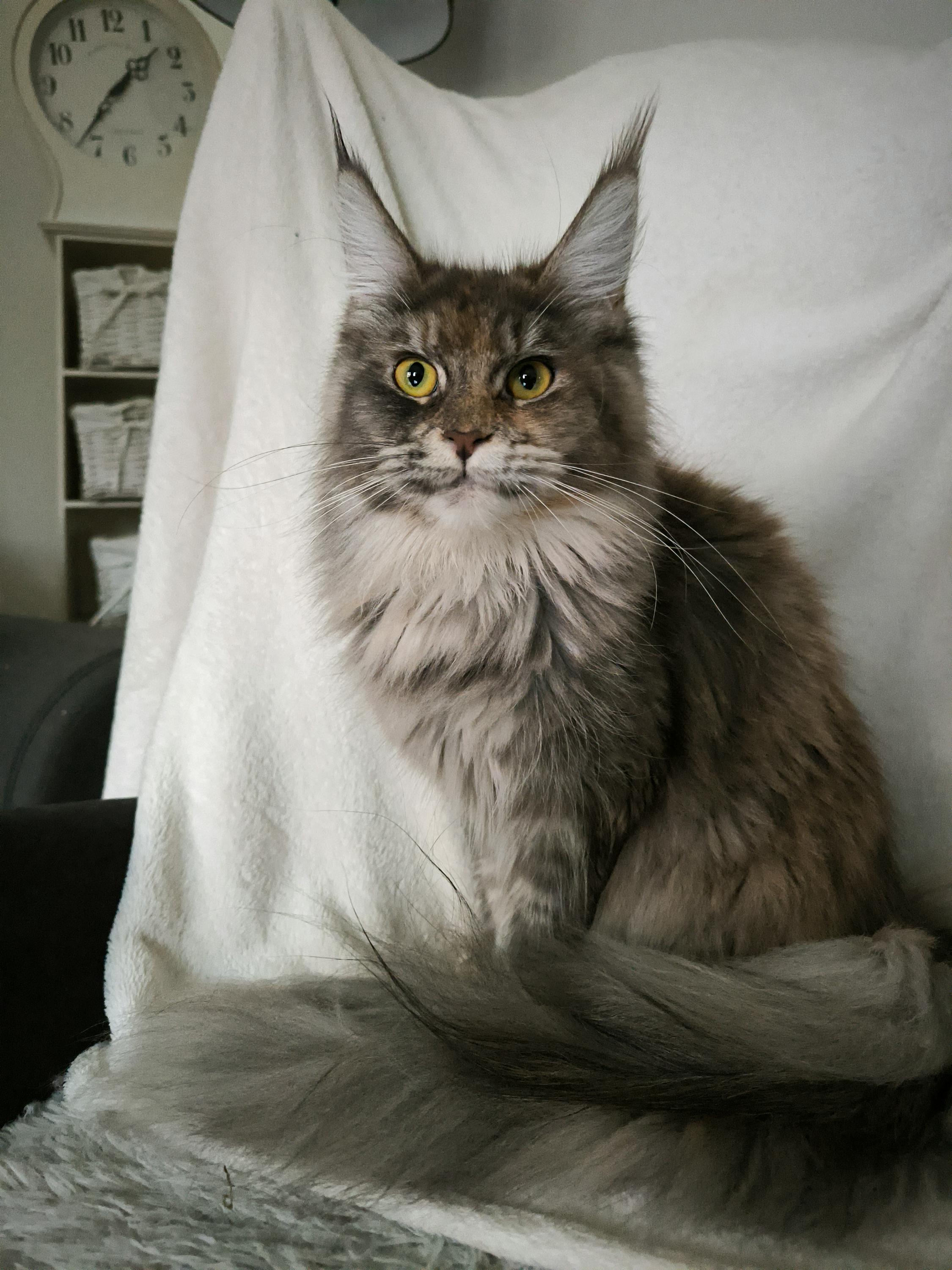 Anubis Gang (CZ) - chovatelská stanice Mainských mývalích koček foto 2