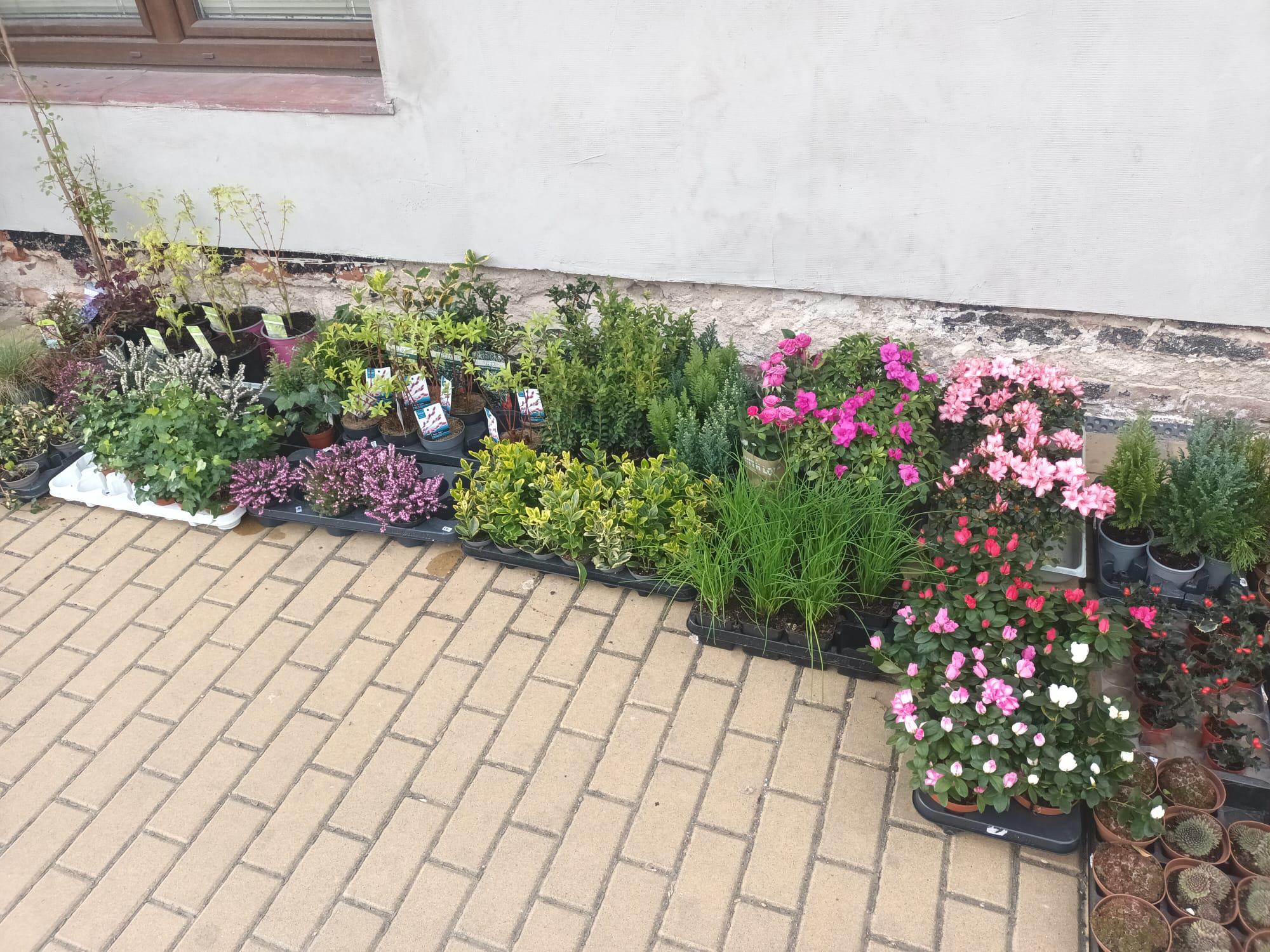 Gabriela Krausová květinářství Harmonie foto 2