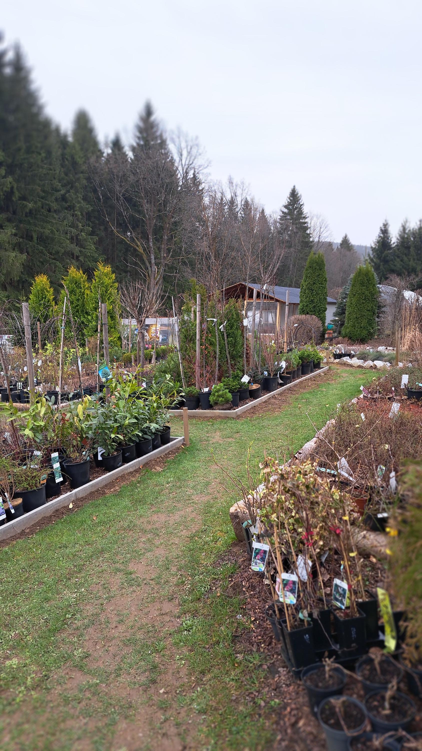 Zahradnictvi u Lizu foto 4