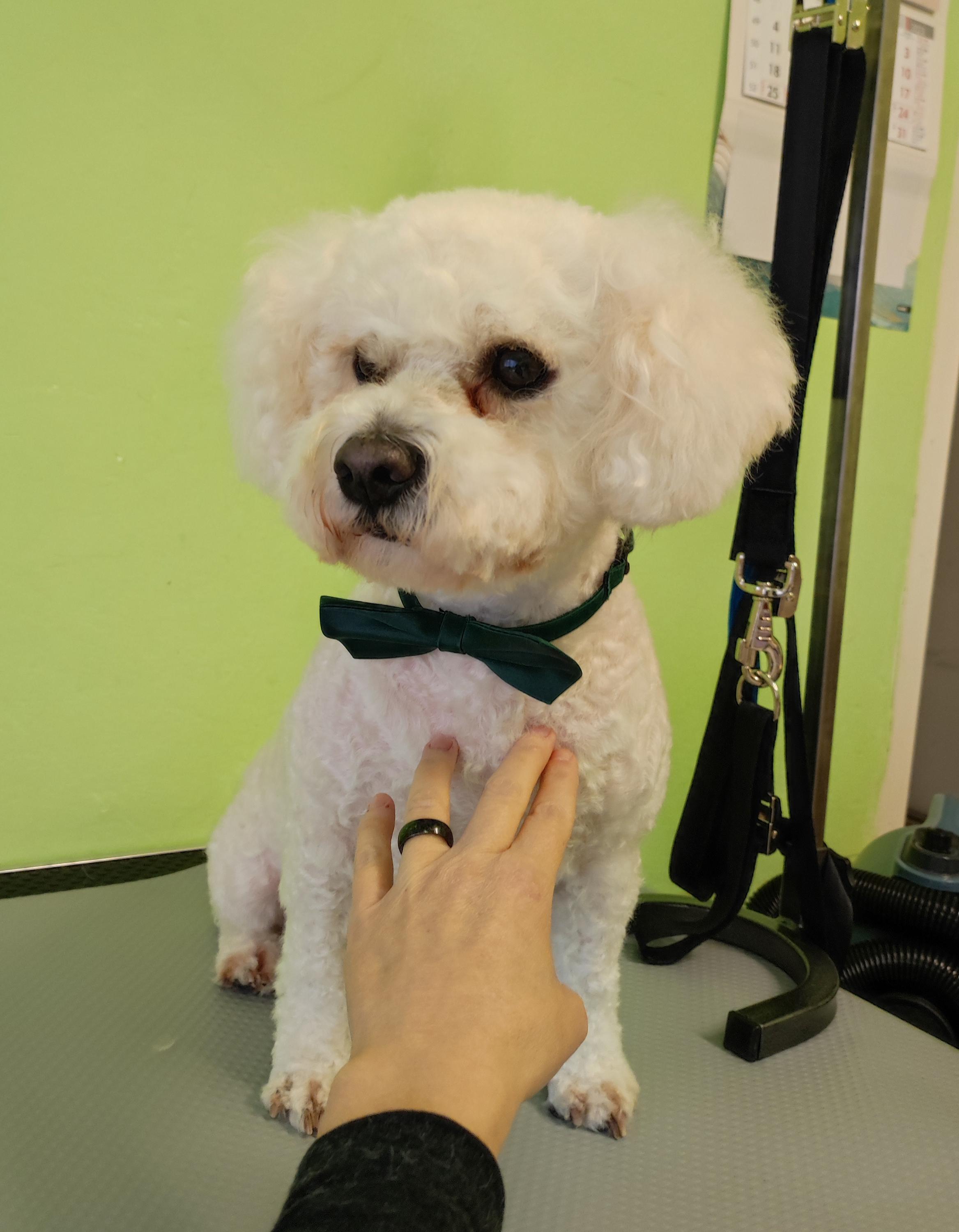 Psí salon - Helena Zajícová foto 4