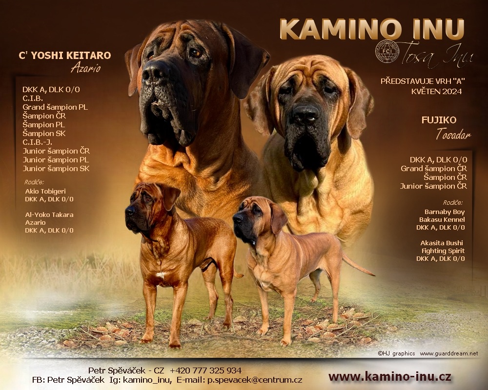 Kamino Inu, chovatelská stanice Tosa Inu foto 4