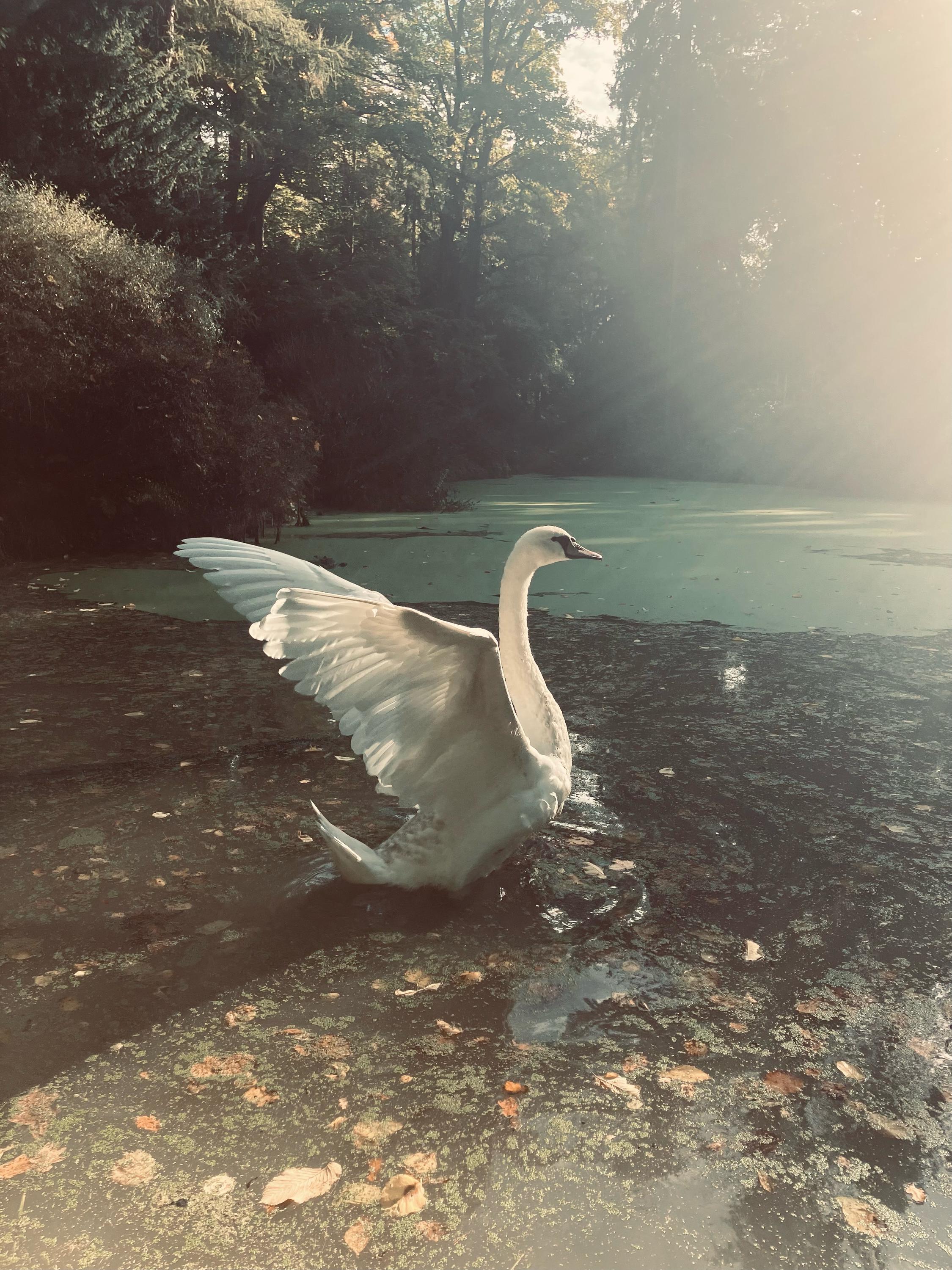 Průhonický park a zámek - Botanický ústav AV ČR foto 4