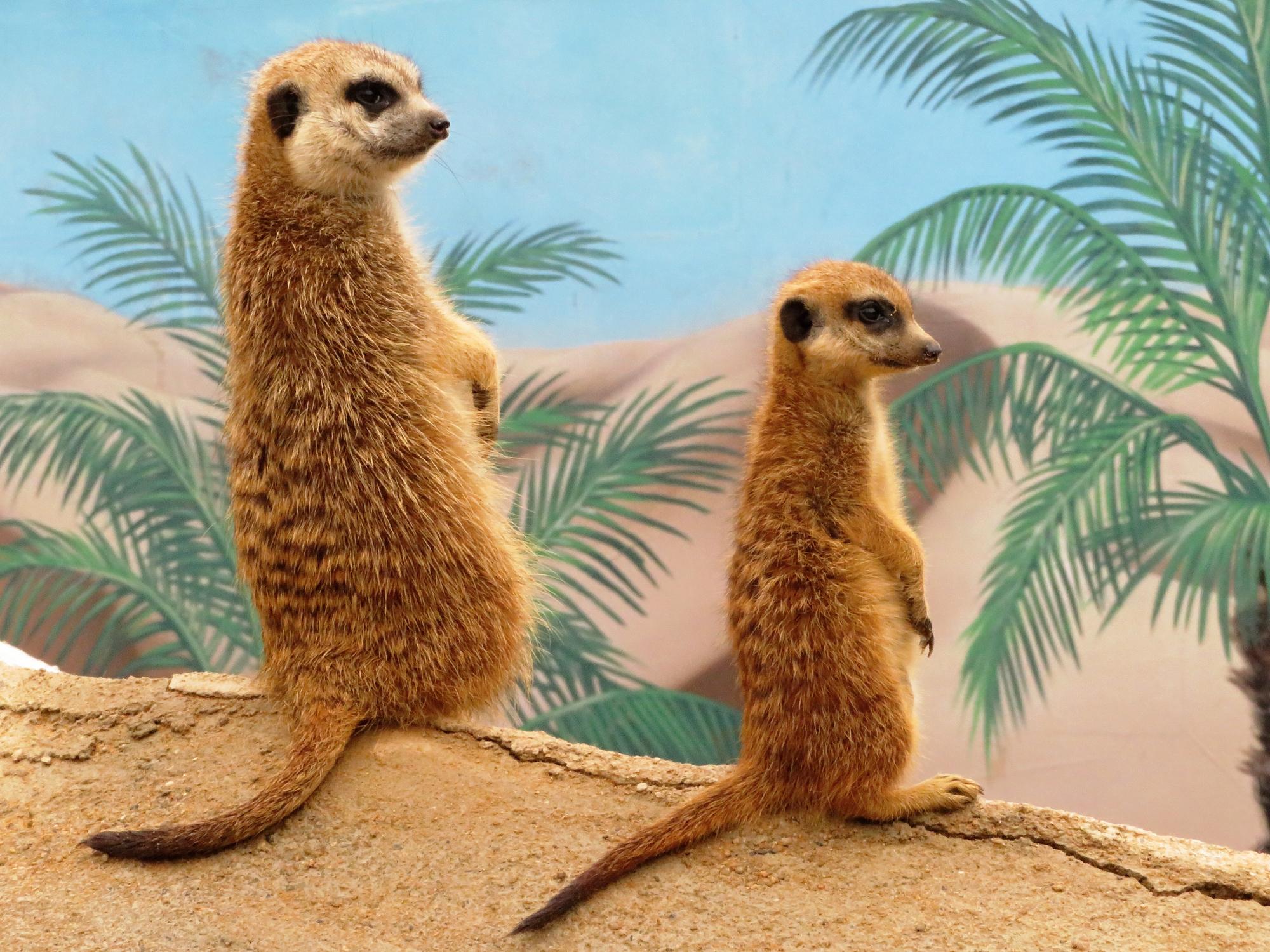 Zoo Plasy foto 6