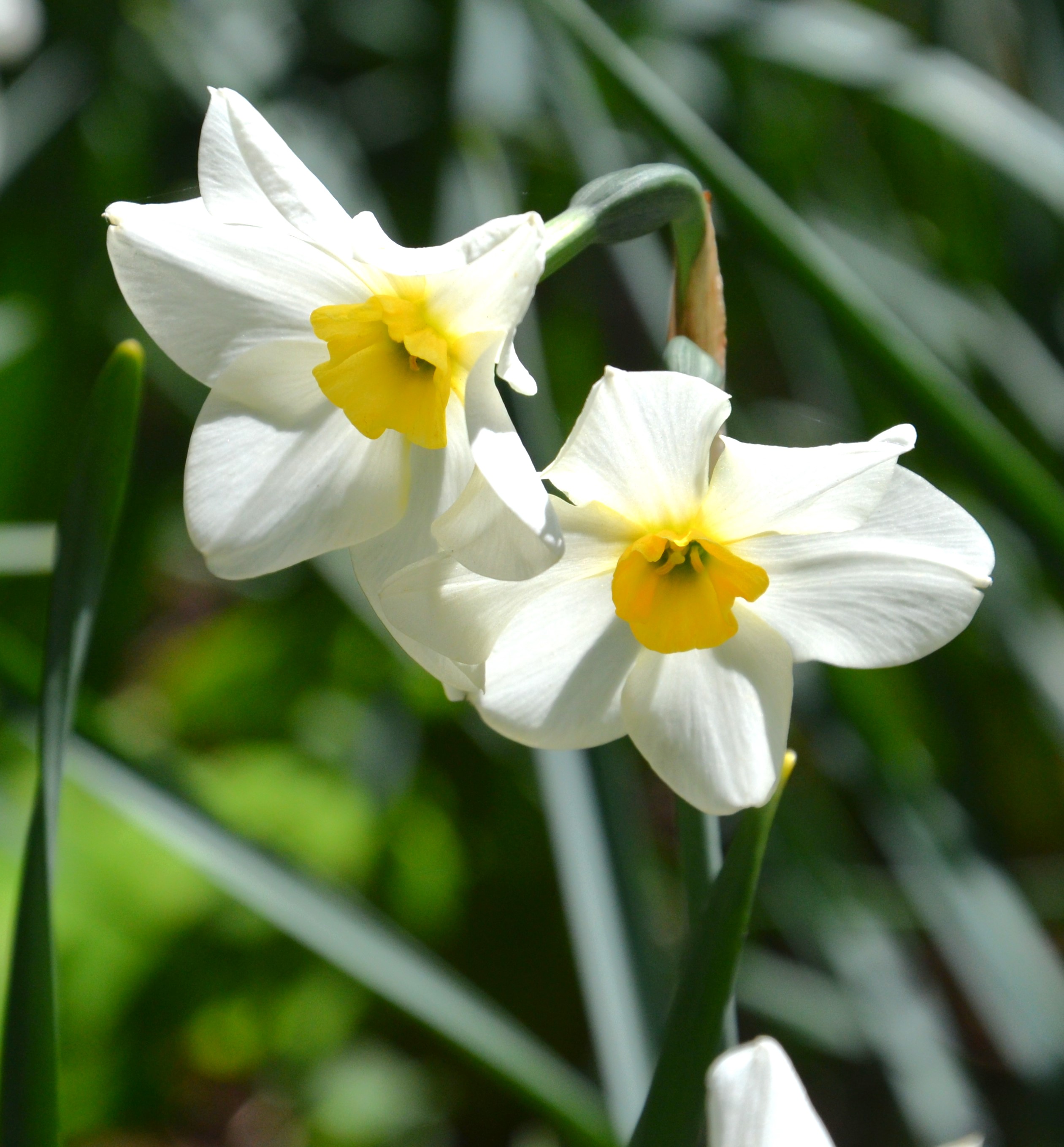Dendrologická zahrada VÚK foto 5