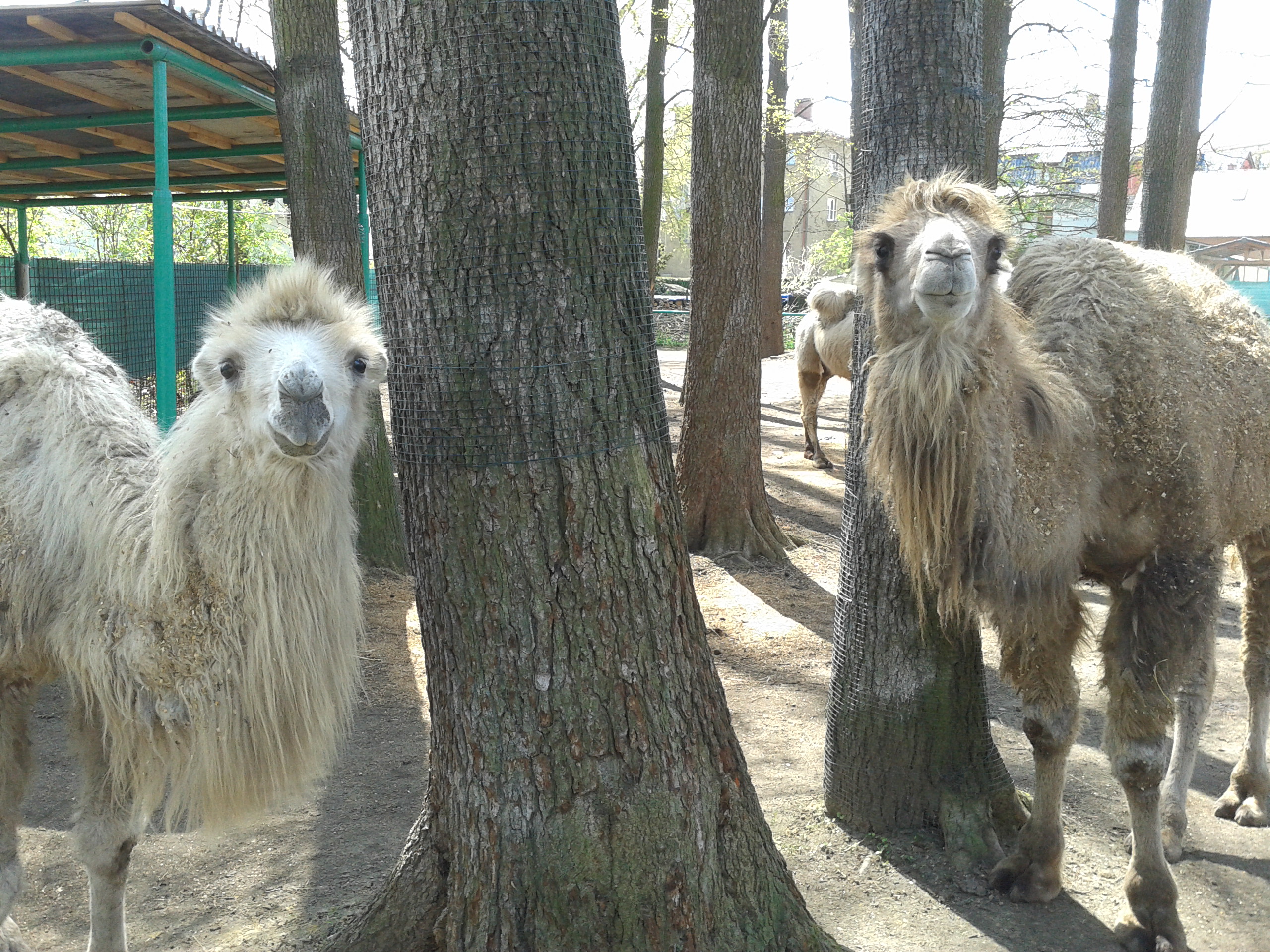 ZOOPARK Doksy foto 6