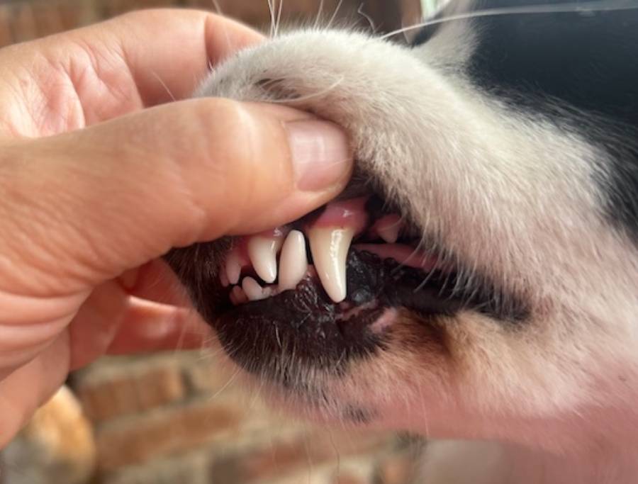 Dentální hygiena psů