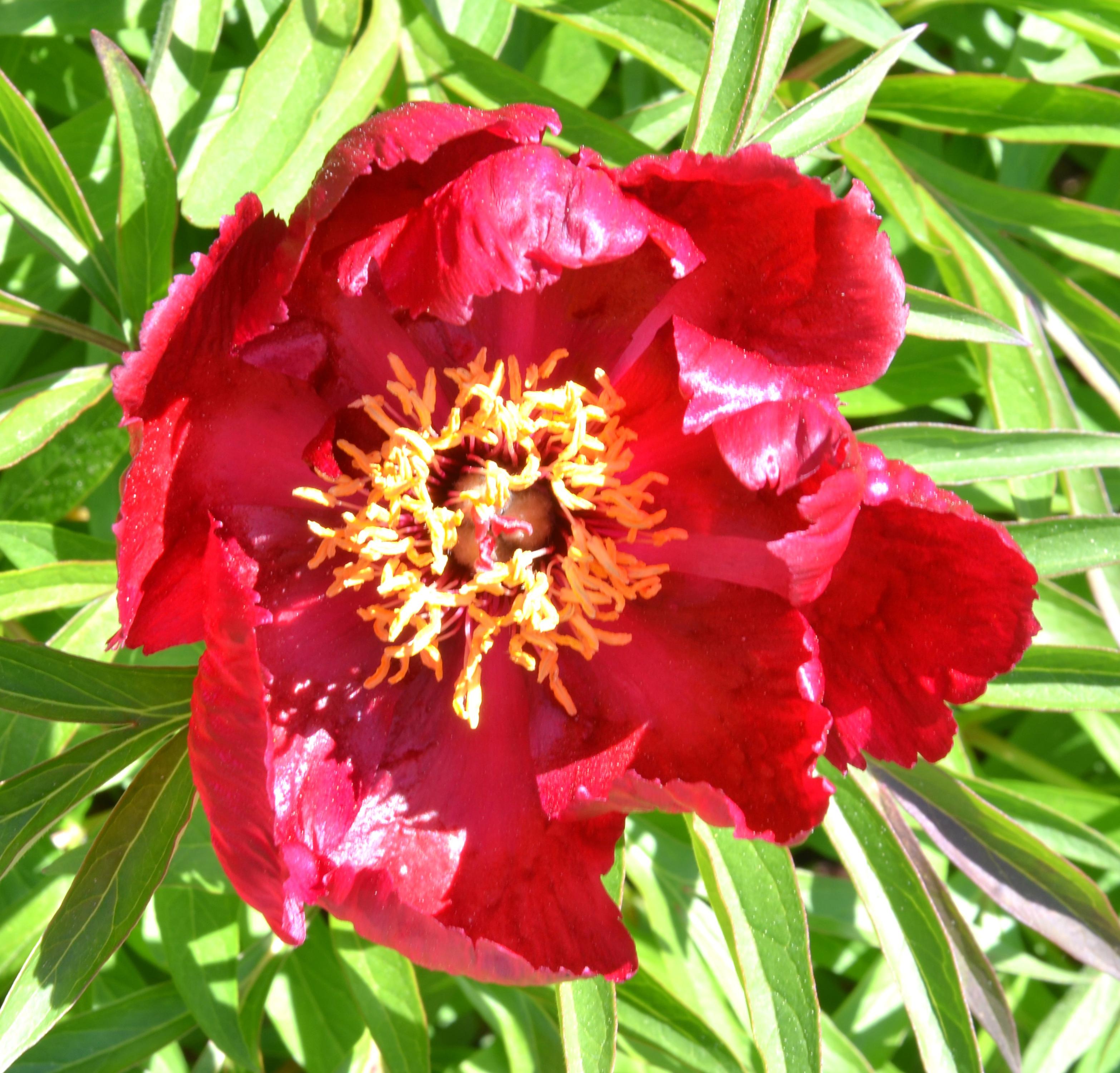 Dendrologická zahrada Průhonice