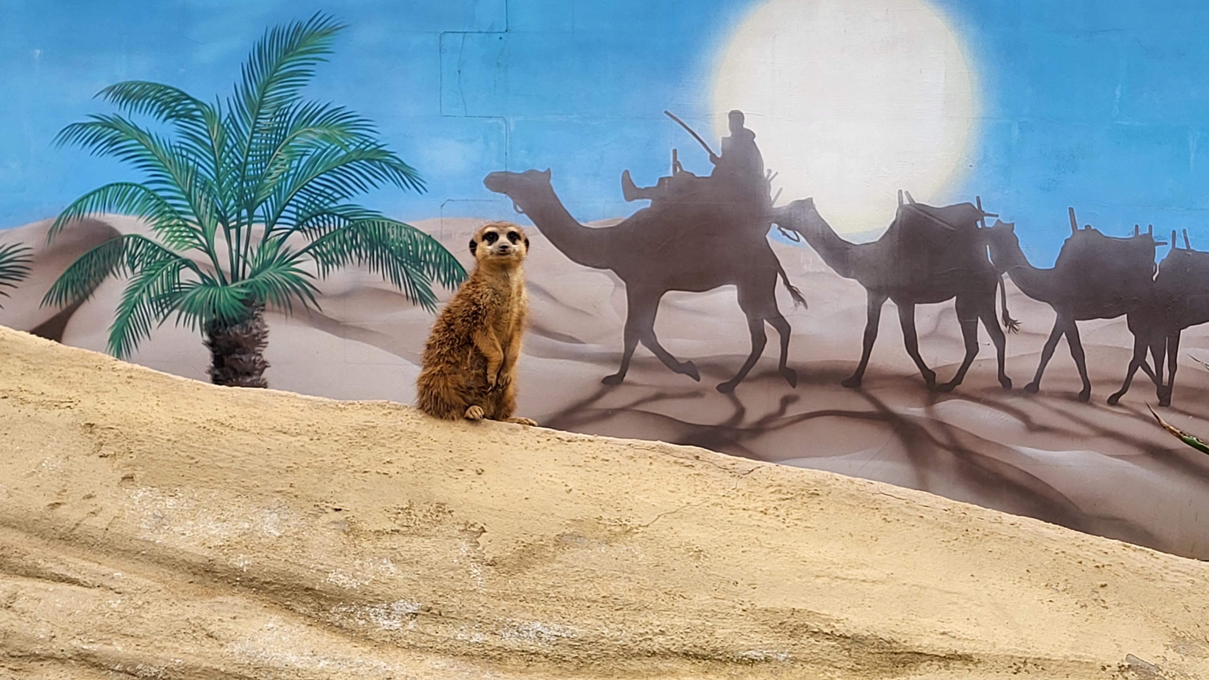 Zoo Plasy foto 5