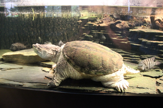 Obří akvárium foto 1