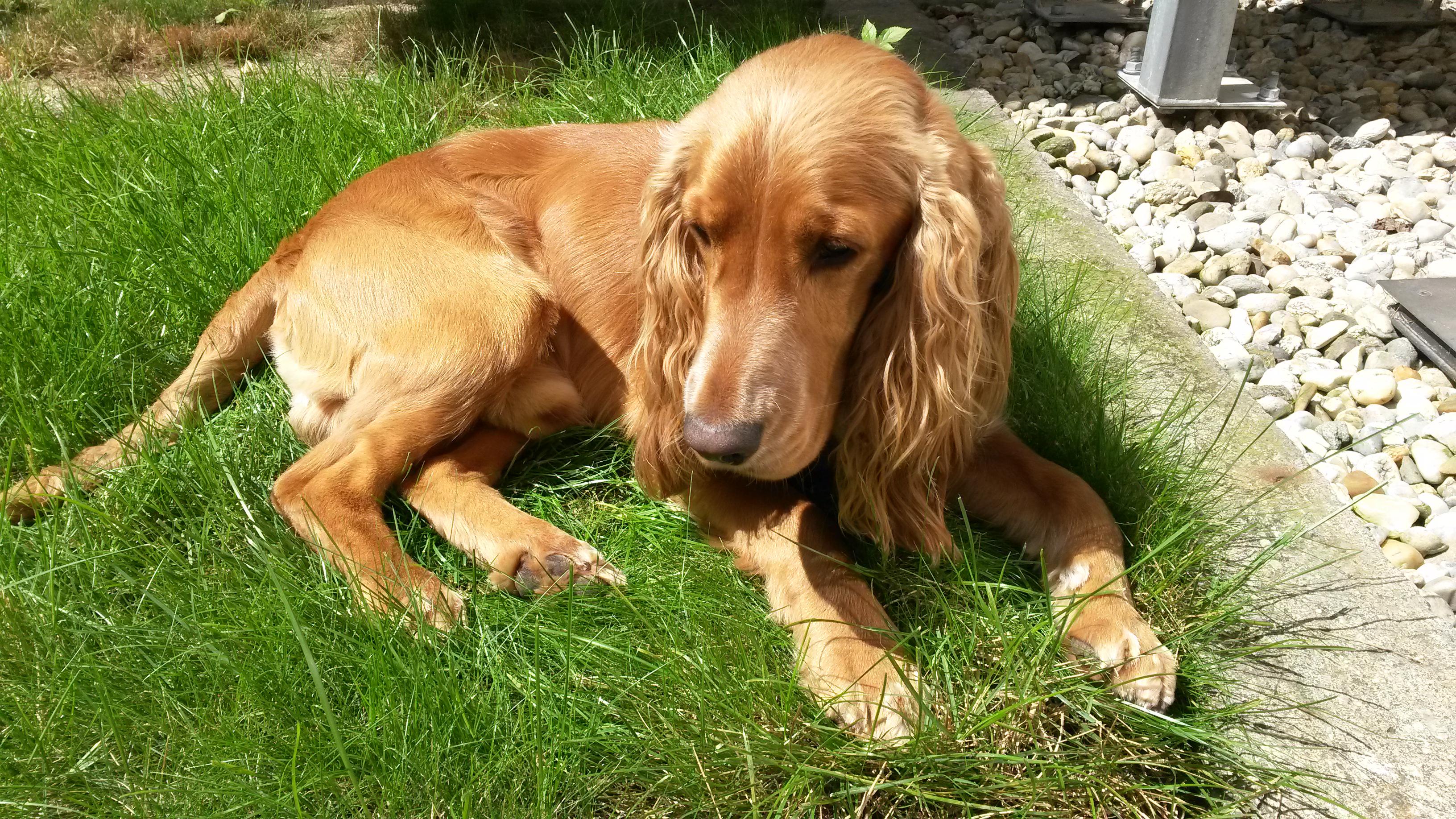 Veterinární klinika na Šumavské foto 2