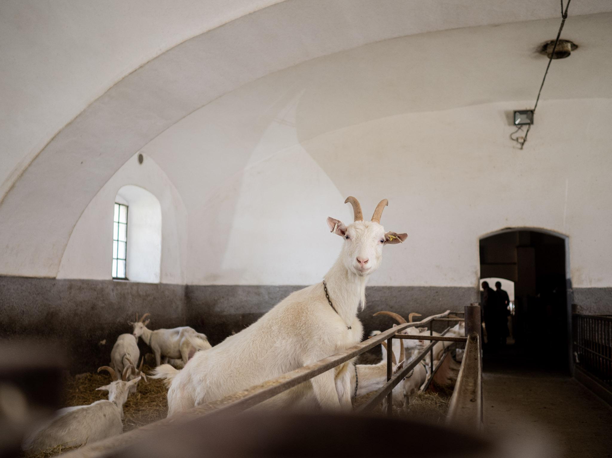 BIOFARMA DoRa foto 2