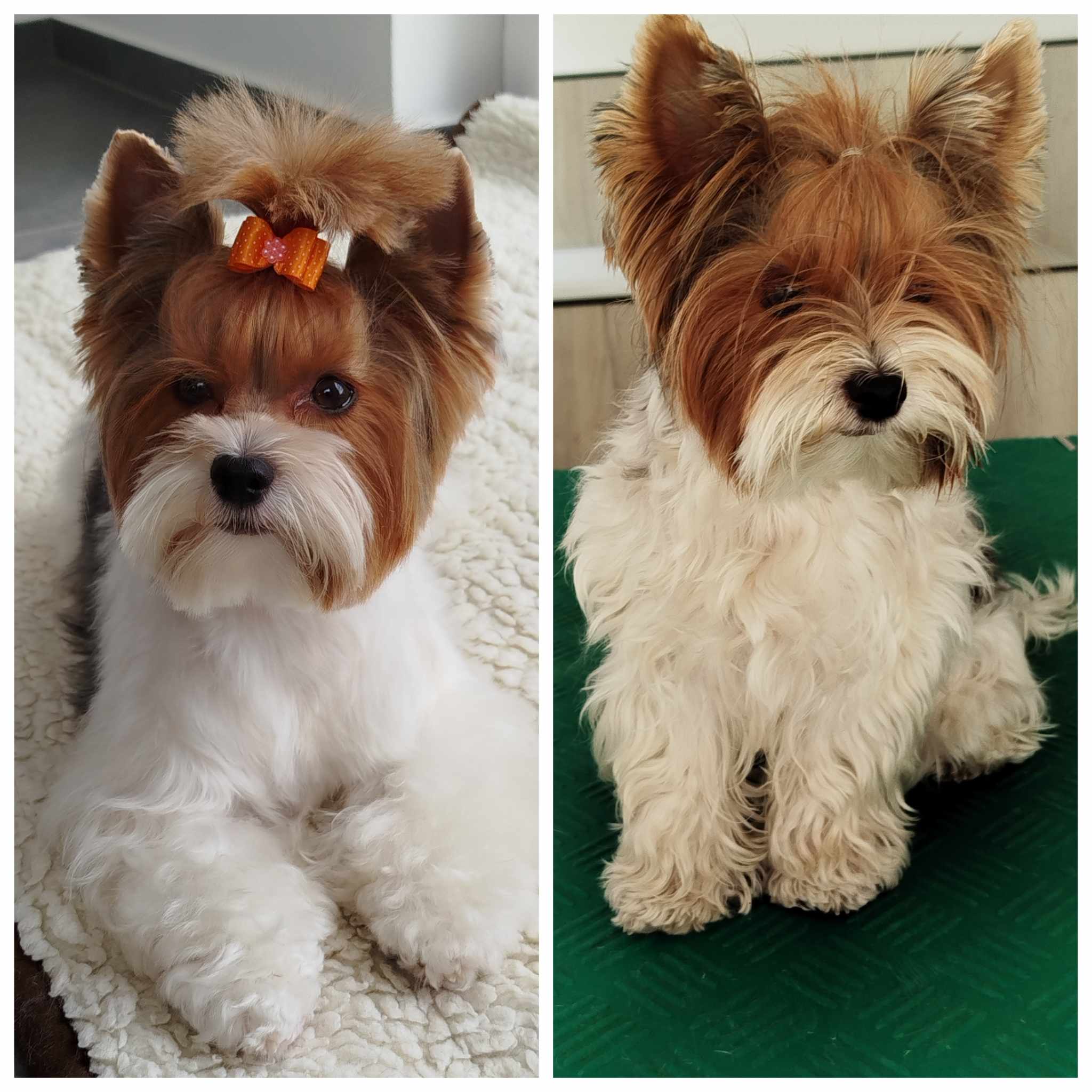 Psí salon Šmudlik foto 2