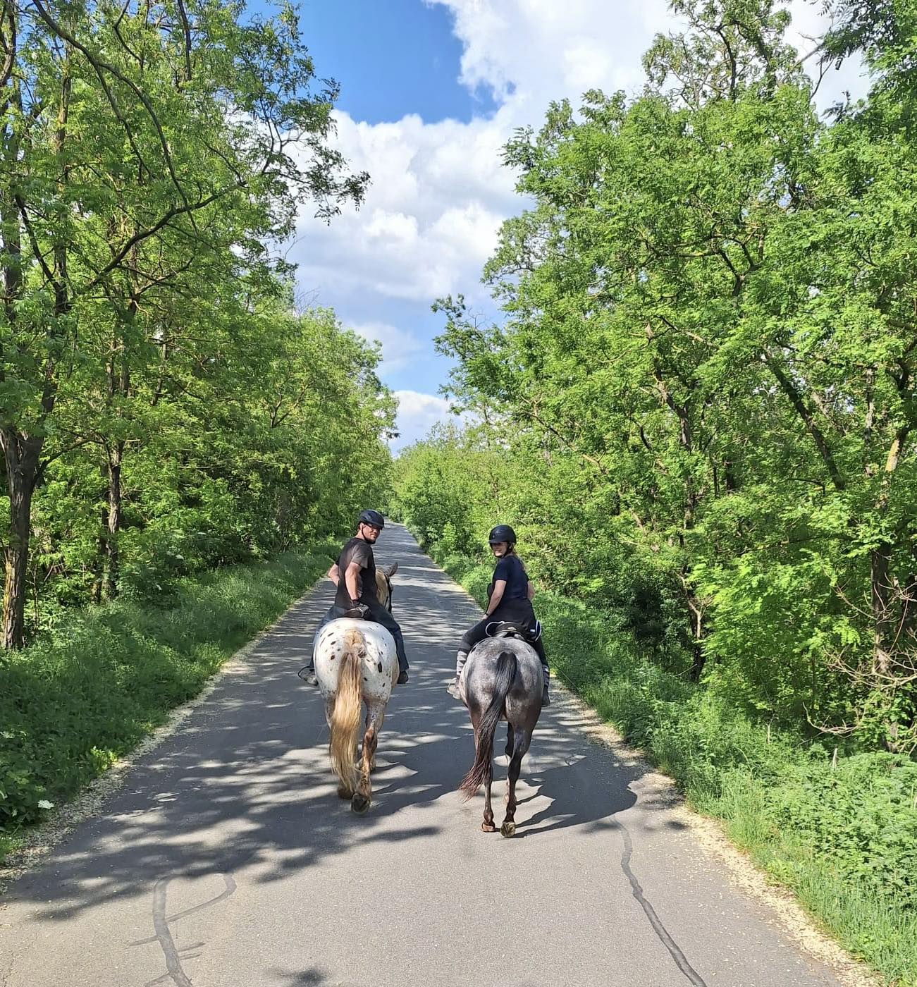 Horse Farm Lechovice