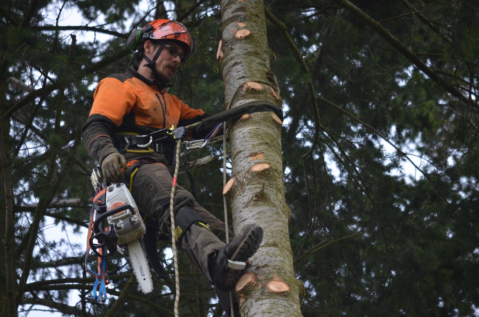Rizikové kácení stromů Pešek foto 4