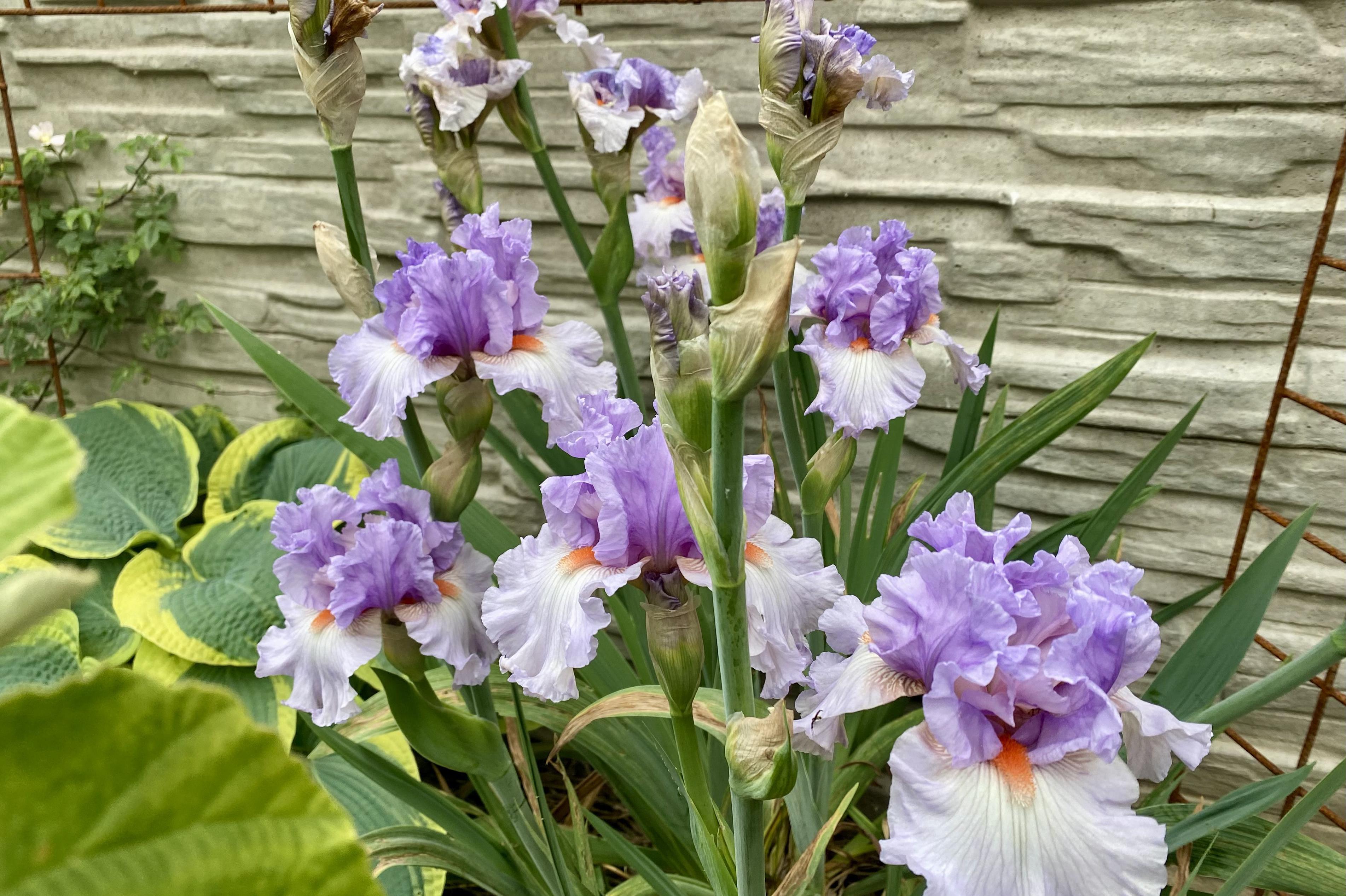 Údržba a navrhování zahrad Bc. Josef Mazurek