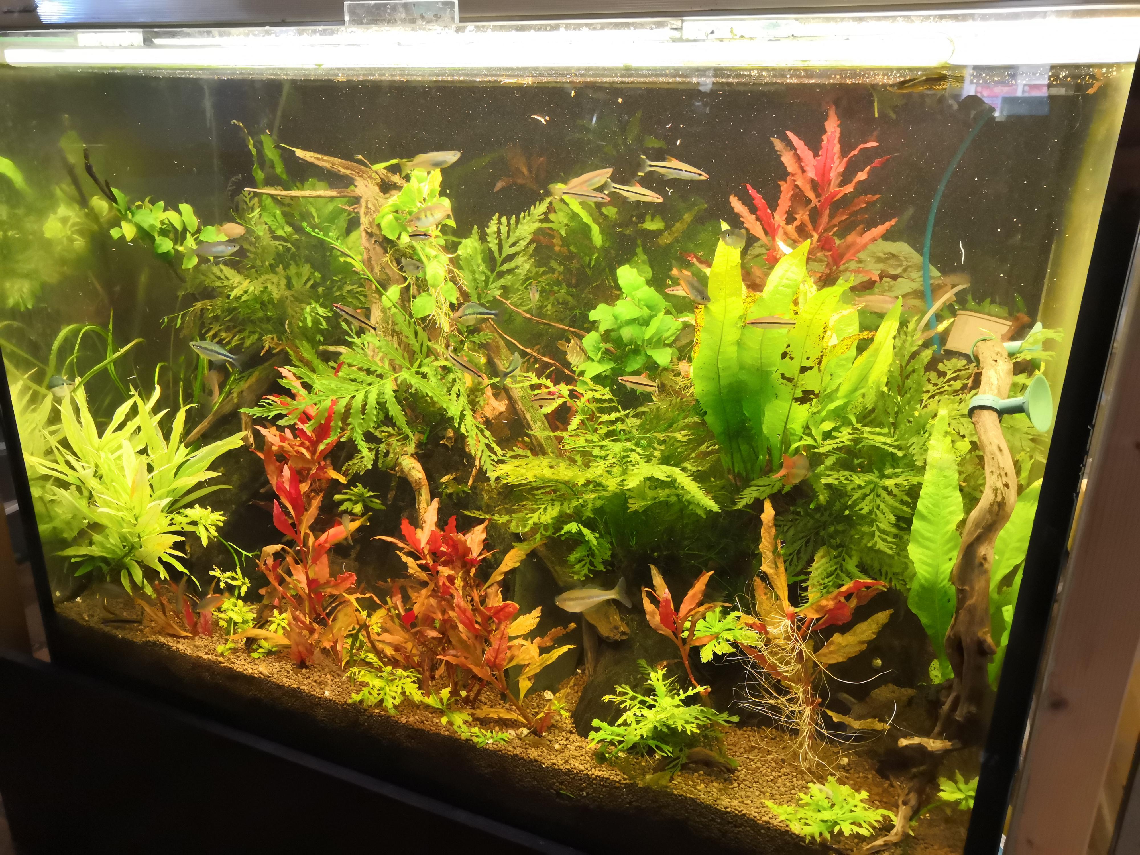 Akvaristika Kolaja foto 6