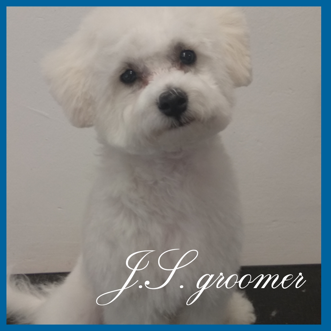 Psí salon J.S. groomer foto 6