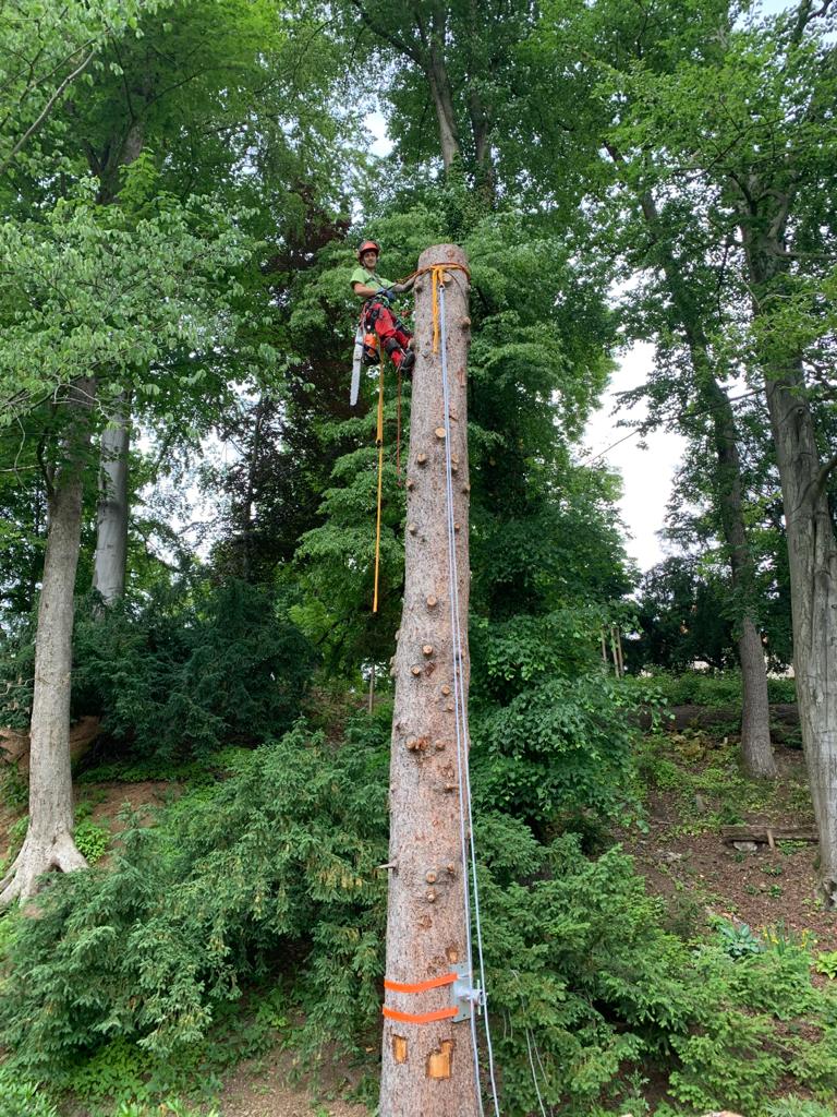 ARBOVERT s.r.o. foto 5