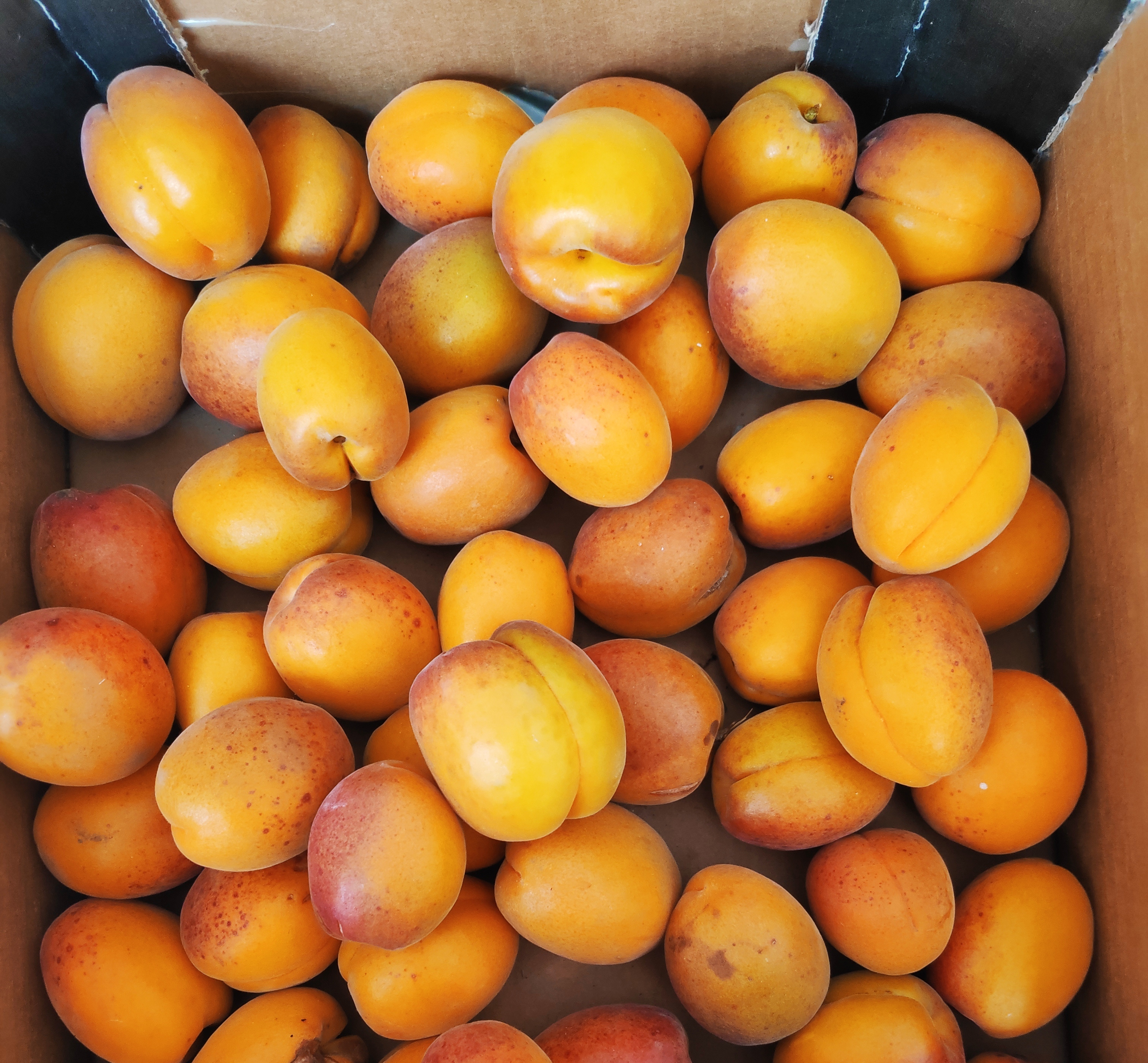 Ovocné školky Buřil foto 3