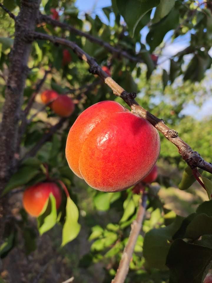 Ovocné školky Buřil foto 4
