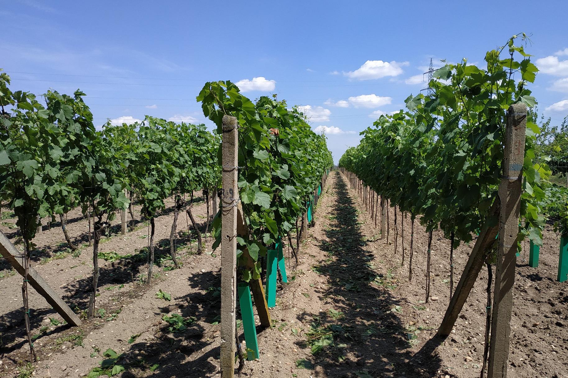 Vinařství Fabičovic Jan