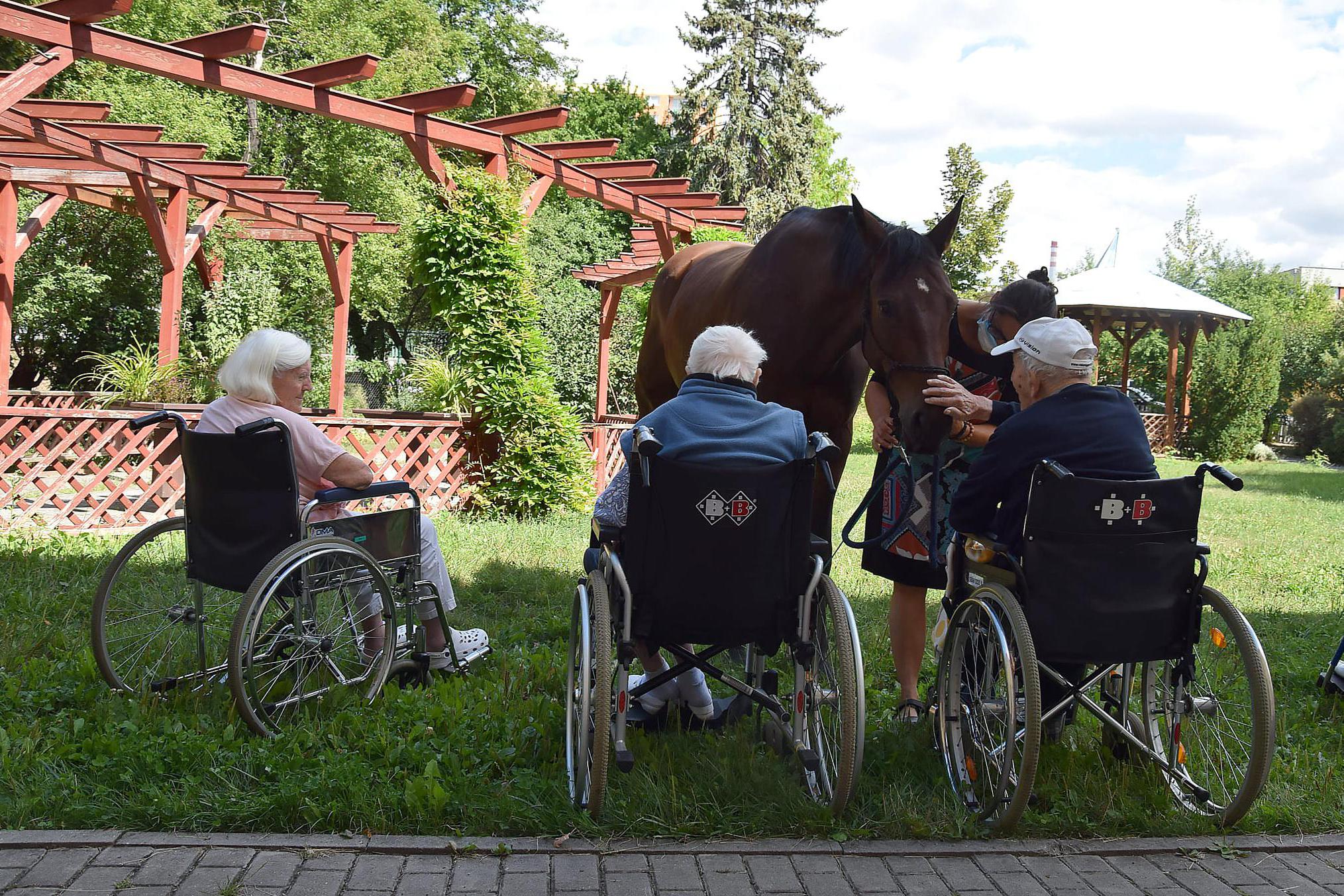 Asistenční jednorožec z.s.