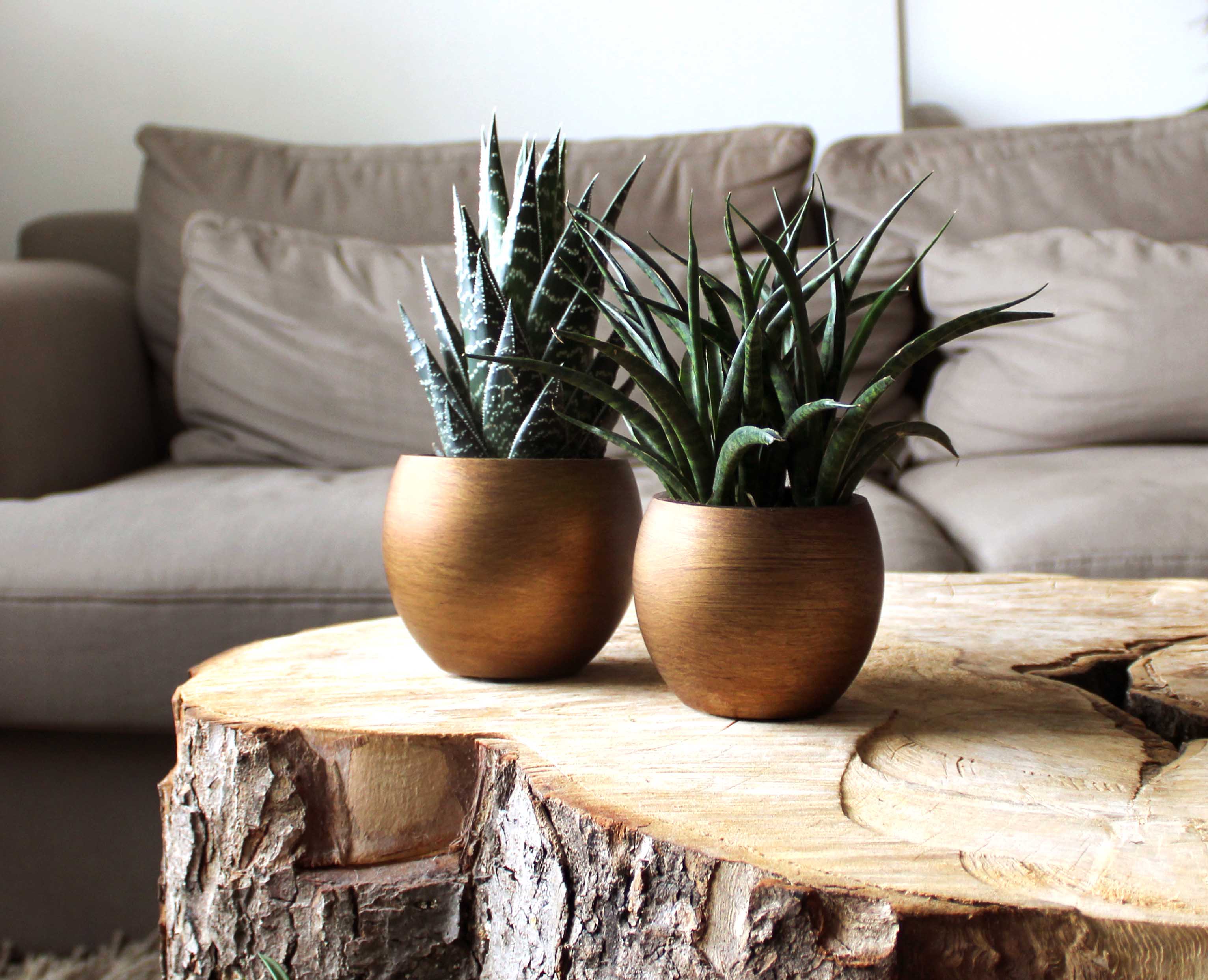 Daniel Beránek - Paloma deco foto 4