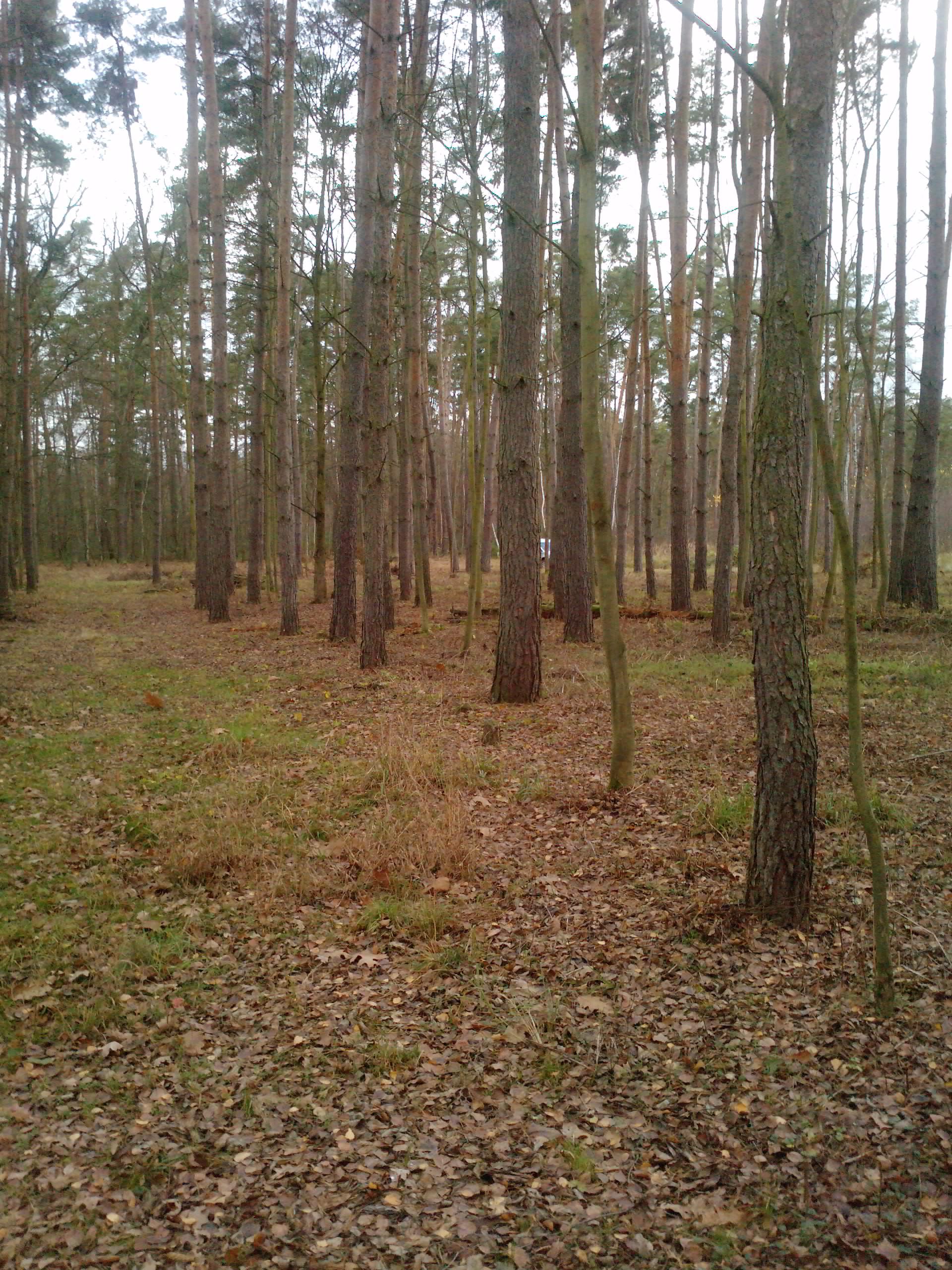 Prodej palivového dřeva Staré Hradiště foto 2