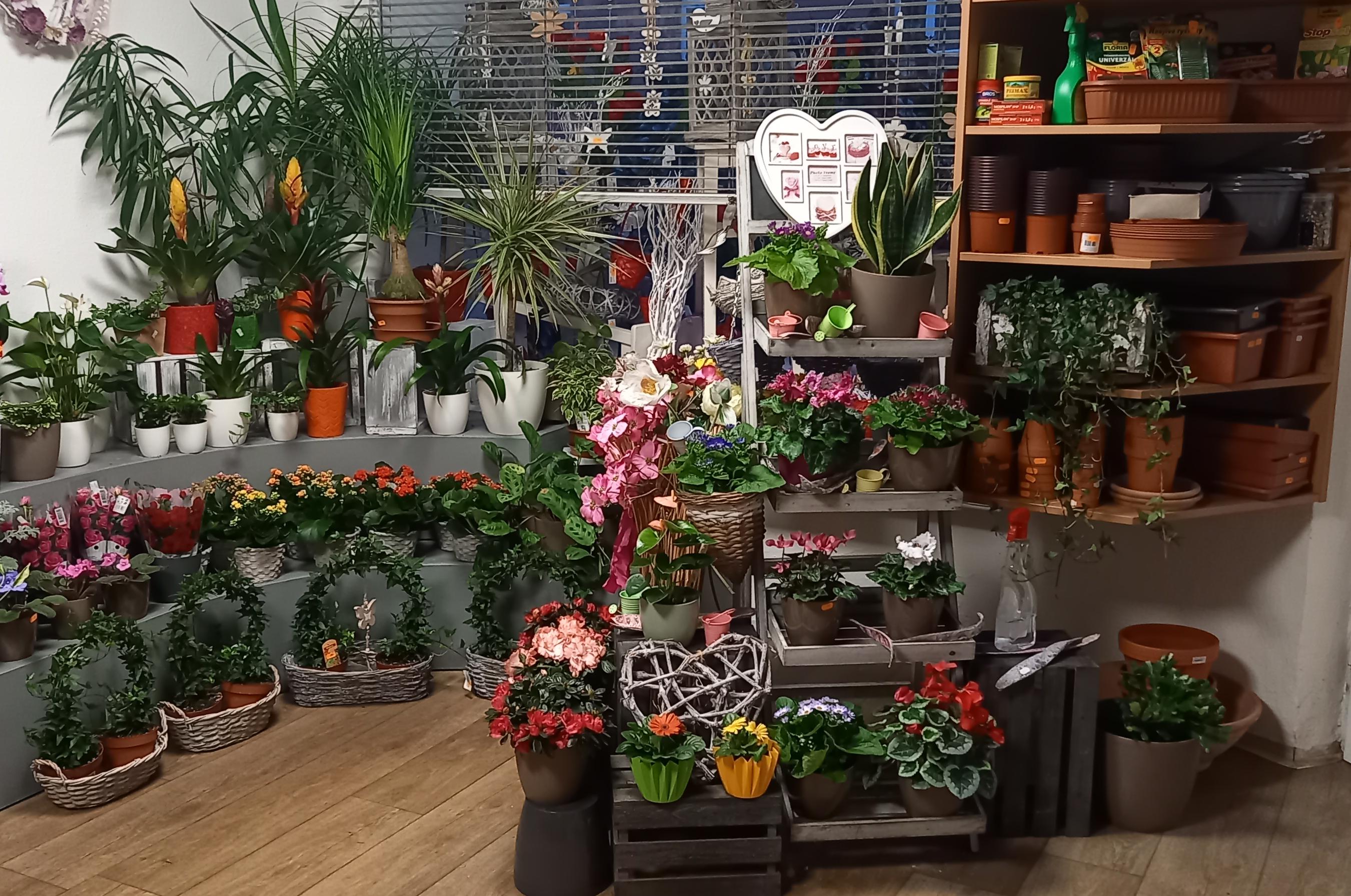 Květiny - Altmanová