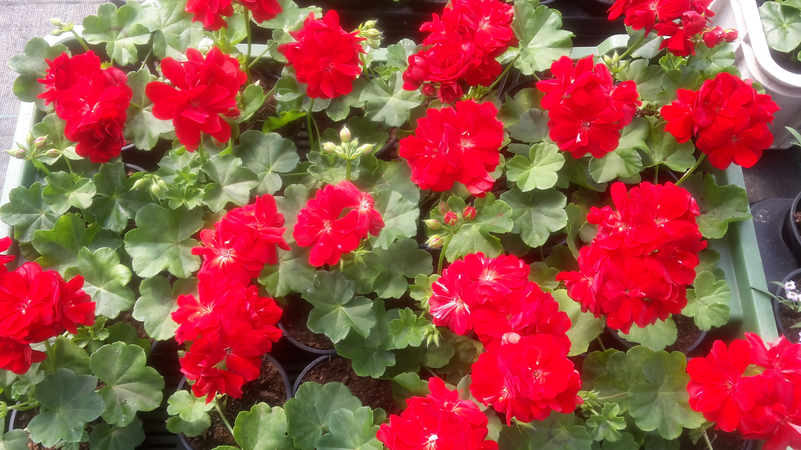 Zahradnictví Jiří Jura Javorník foto 2