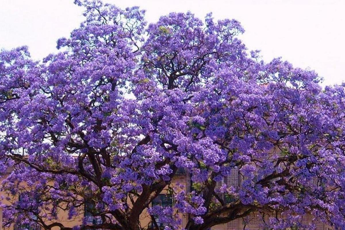 Paulownia Moravia - Dušan Mareček